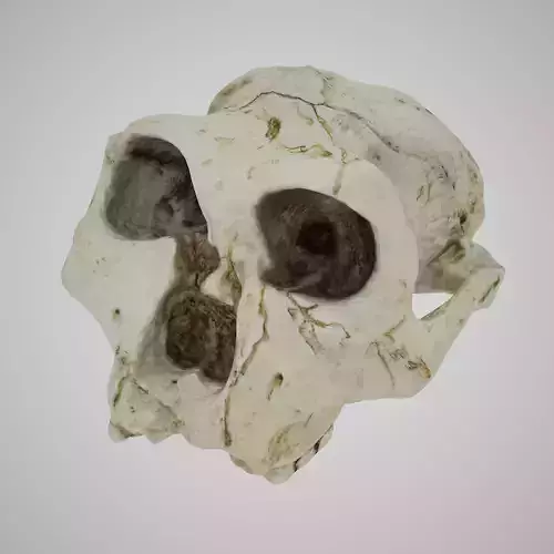  Skull Realistic Australopithecus Robustus 3D model Low-poly 3D model