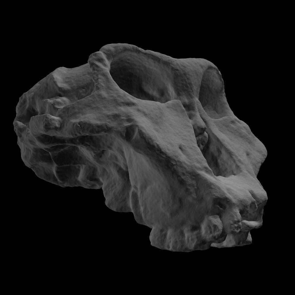 Skull Realistic Australopithecus Robustus 3D model Low-poly 3D model_8