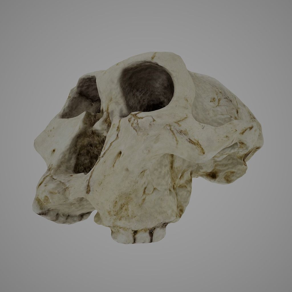  Skull Realistic Australopithecus Robustus 3D model Low-poly 3D model_3
