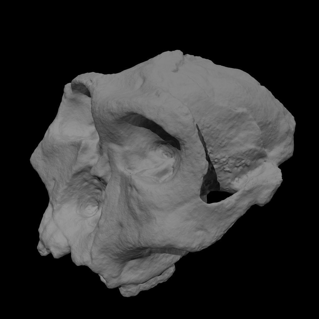  Skull Realistic Australopithecus Robustus 3D model Low-poly 3D model_9
