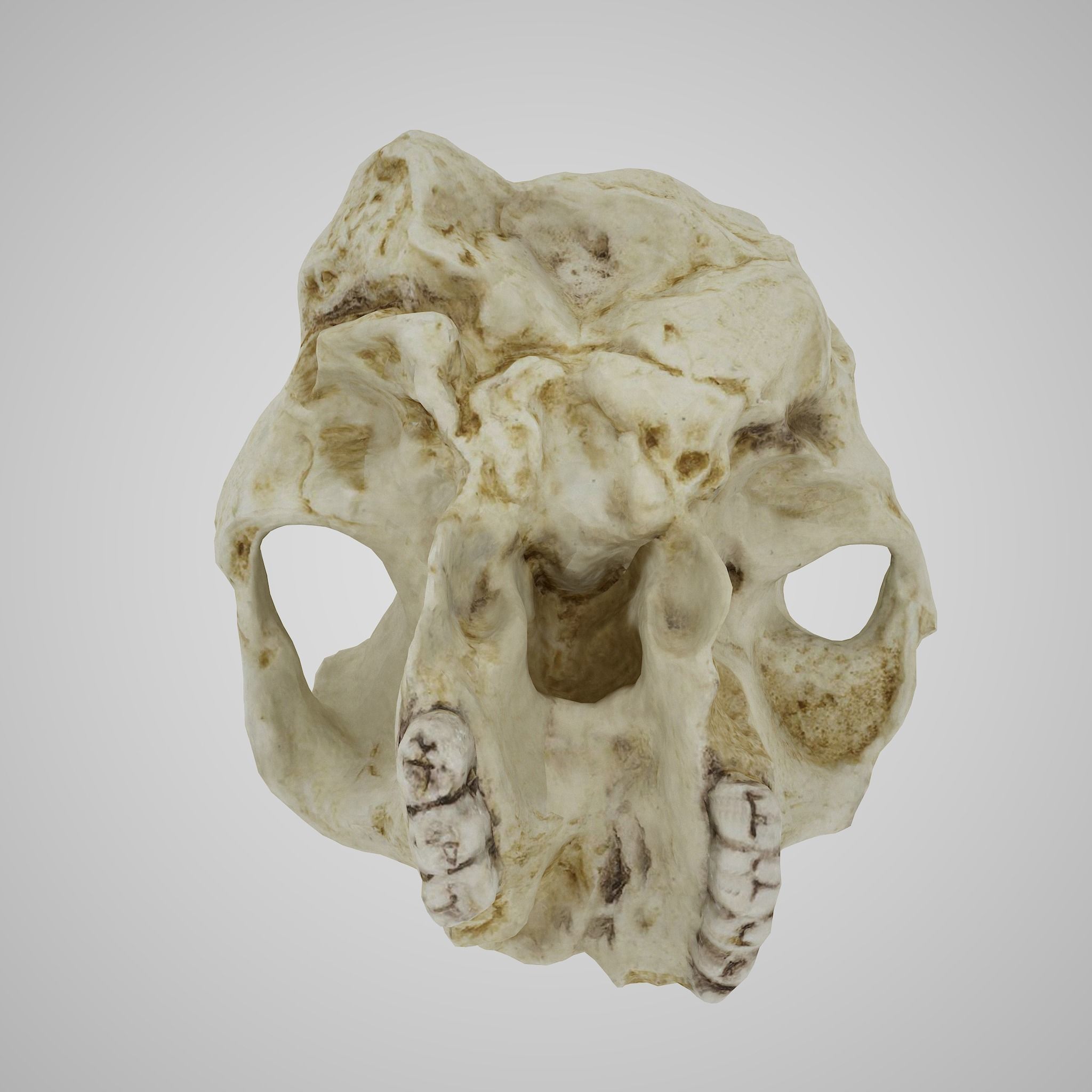  Skull Realistic Australopithecus Robustus 3D model Low-poly 3D model_6