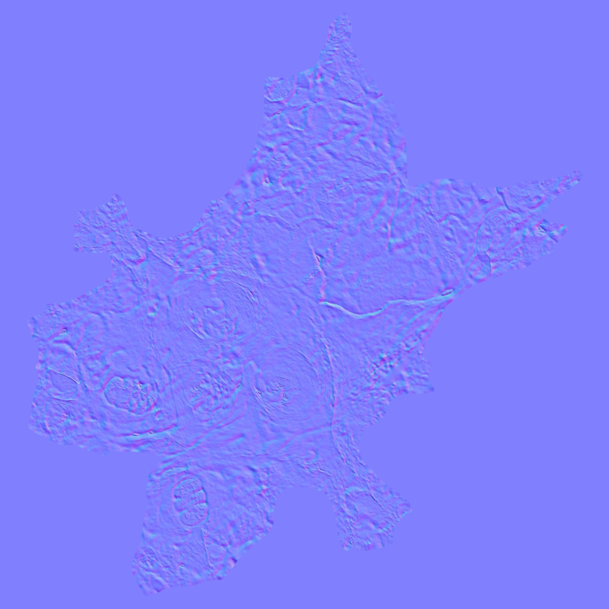  Skull Realistic Australopithecus Robustus 3D model Low-poly 3D model_12