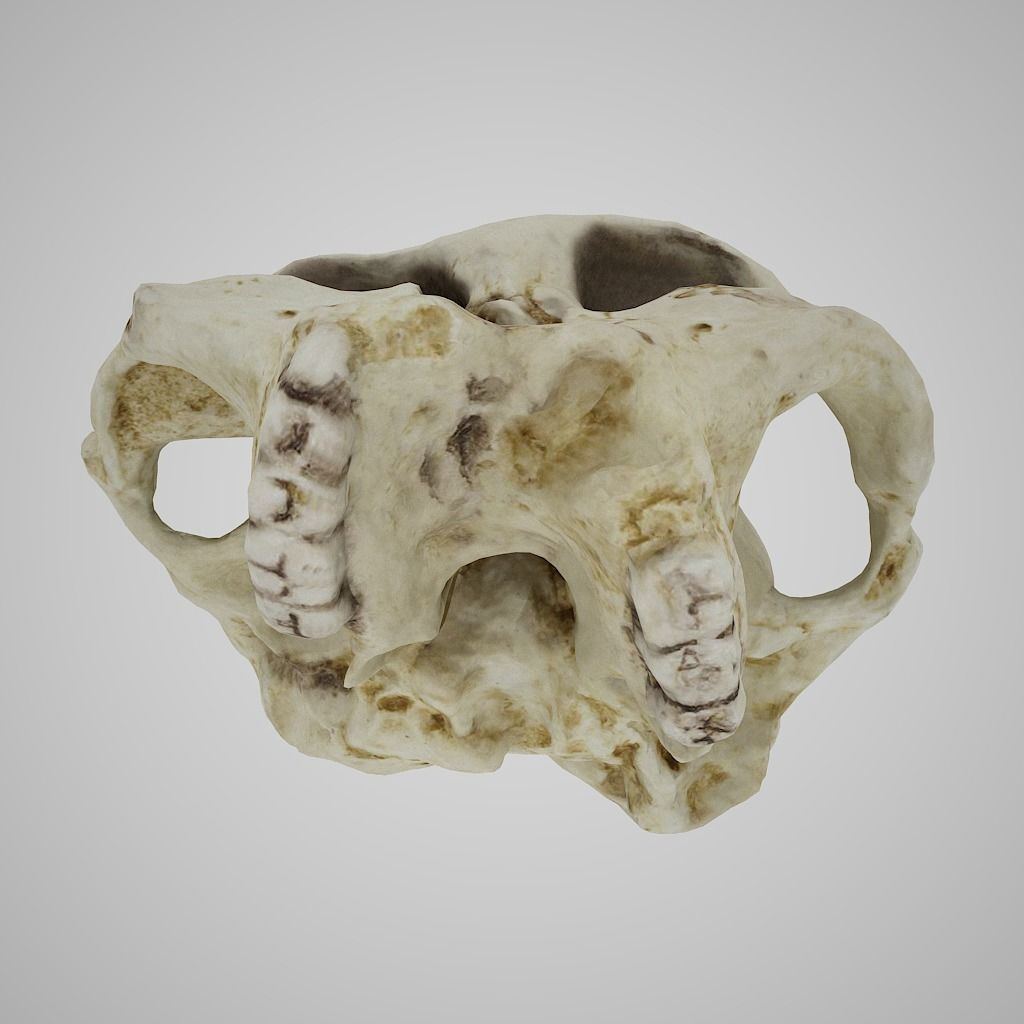  Skull Realistic Australopithecus Robustus 3D model Low-poly 3D model_2