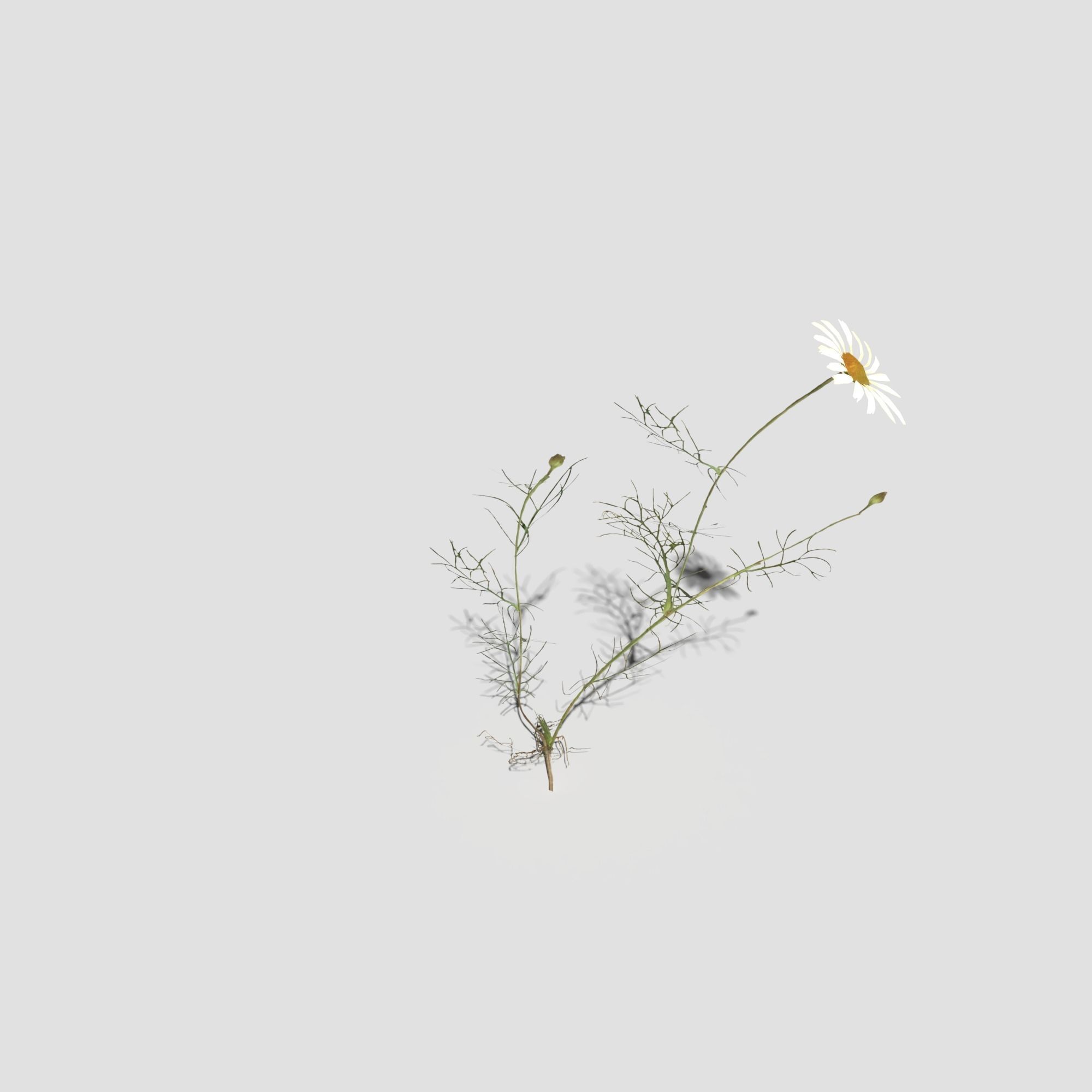 Field Chamomile 3D model_13