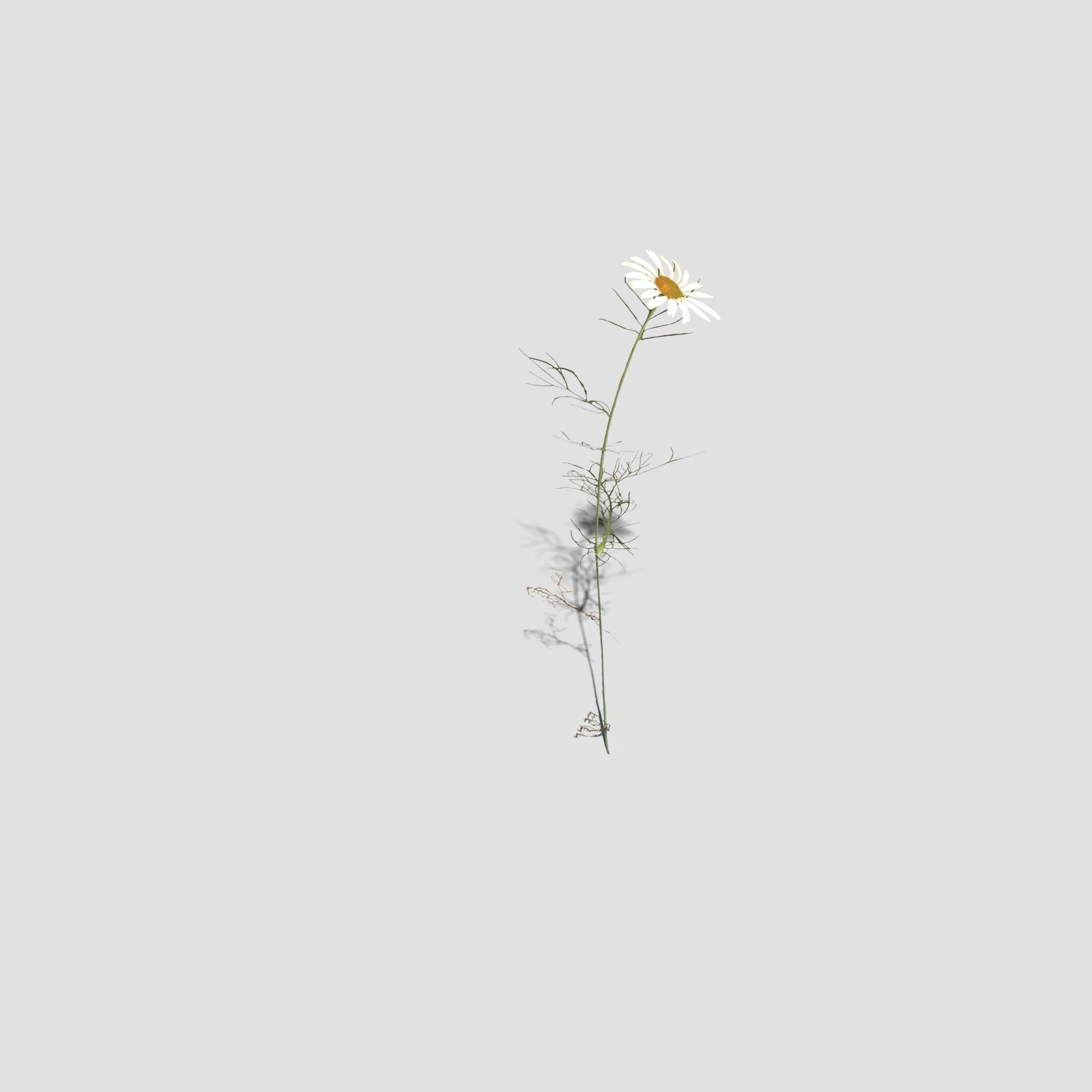 Field Chamomile 3D model_17