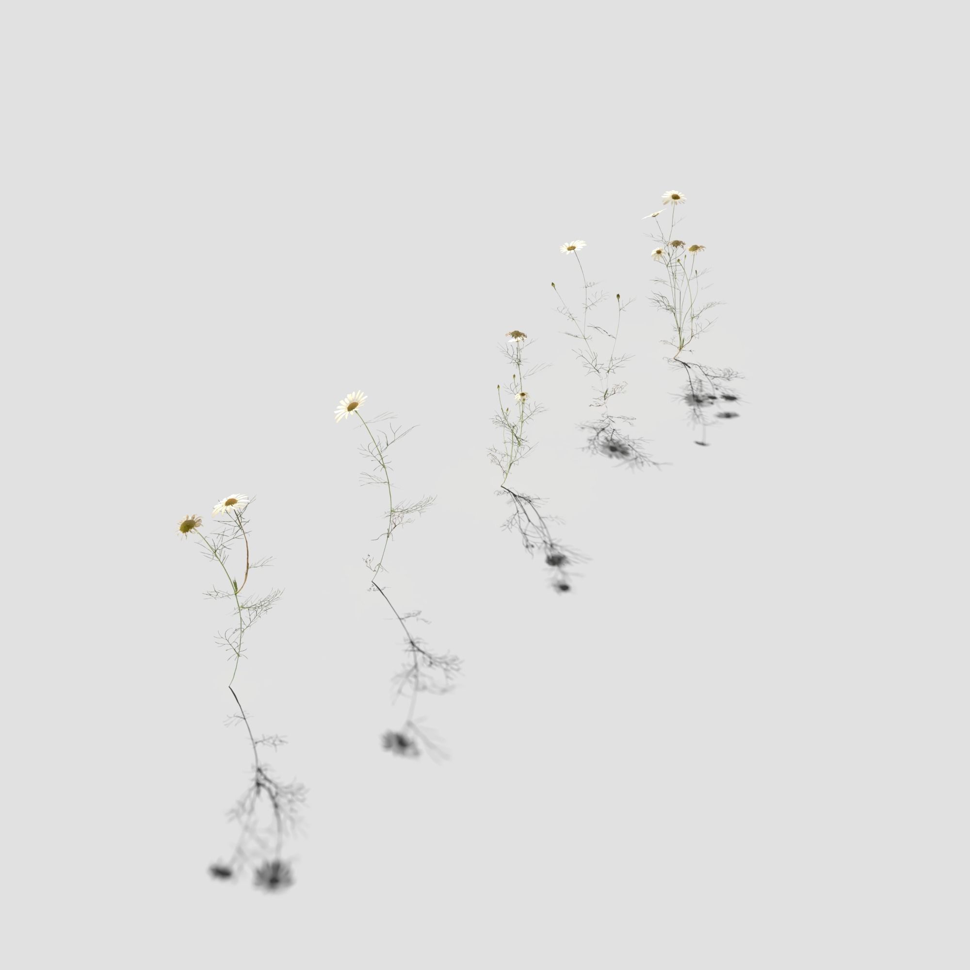 Field Chamomile 3D model_7