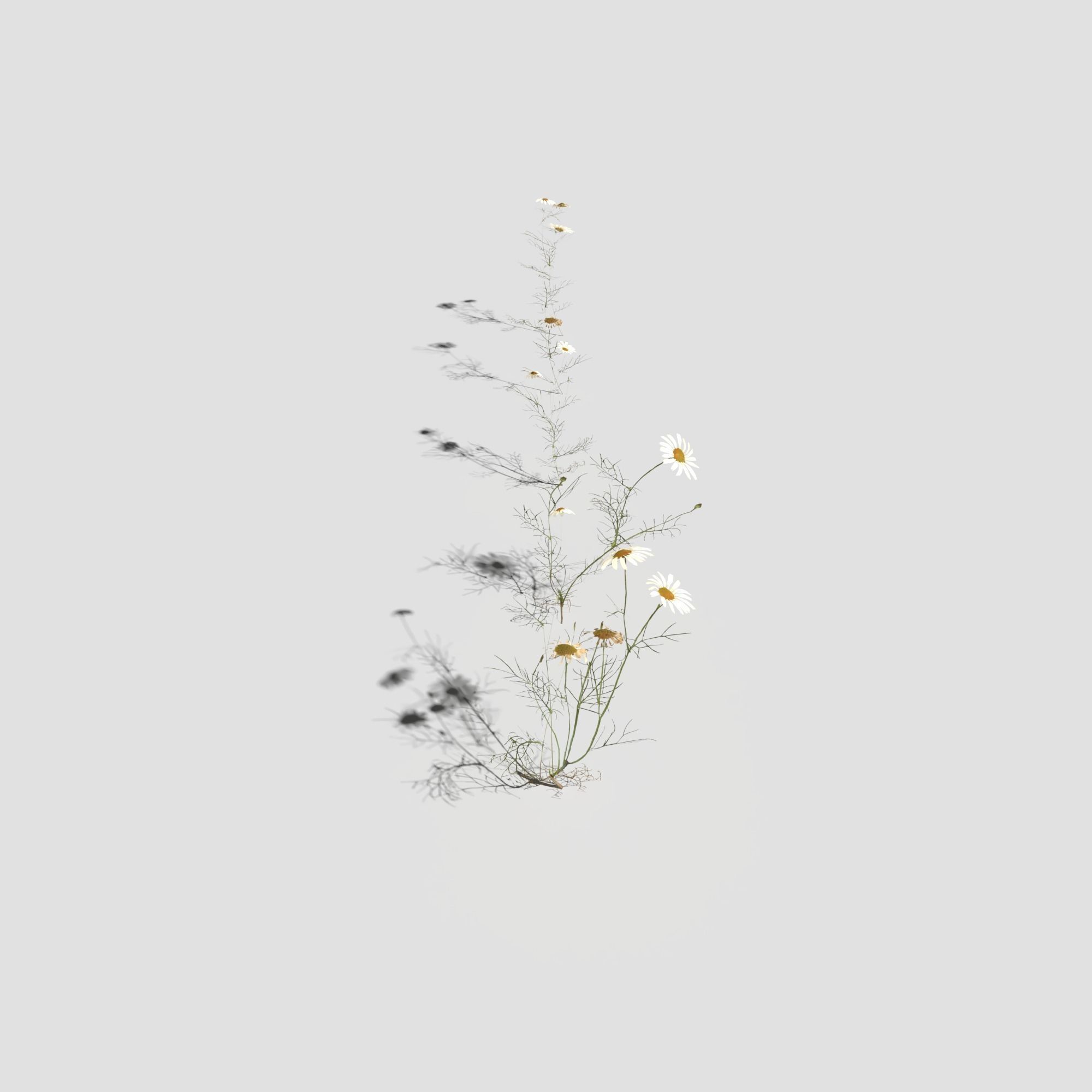 Field Chamomile 3D model_10