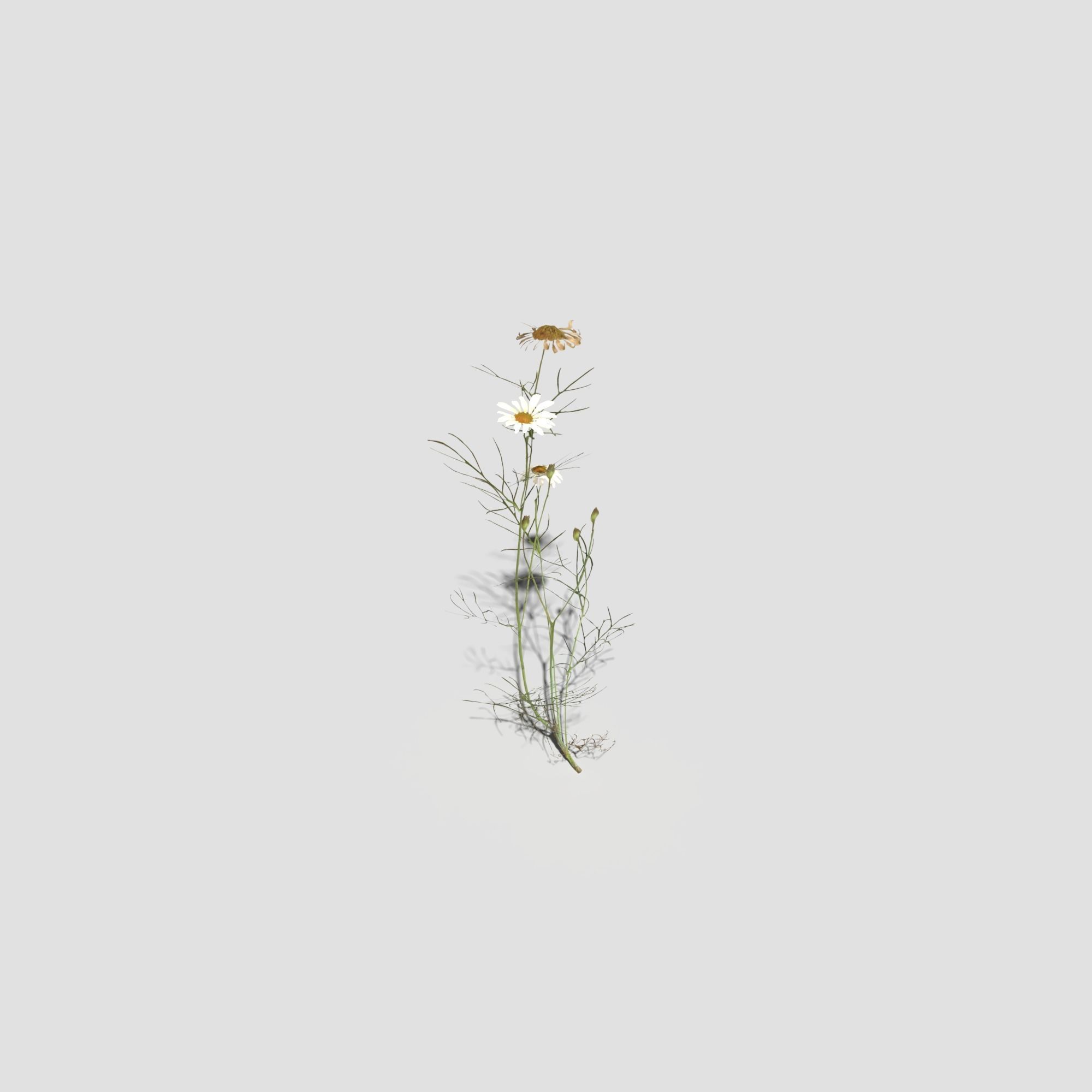 Field Chamomile 3D model_15