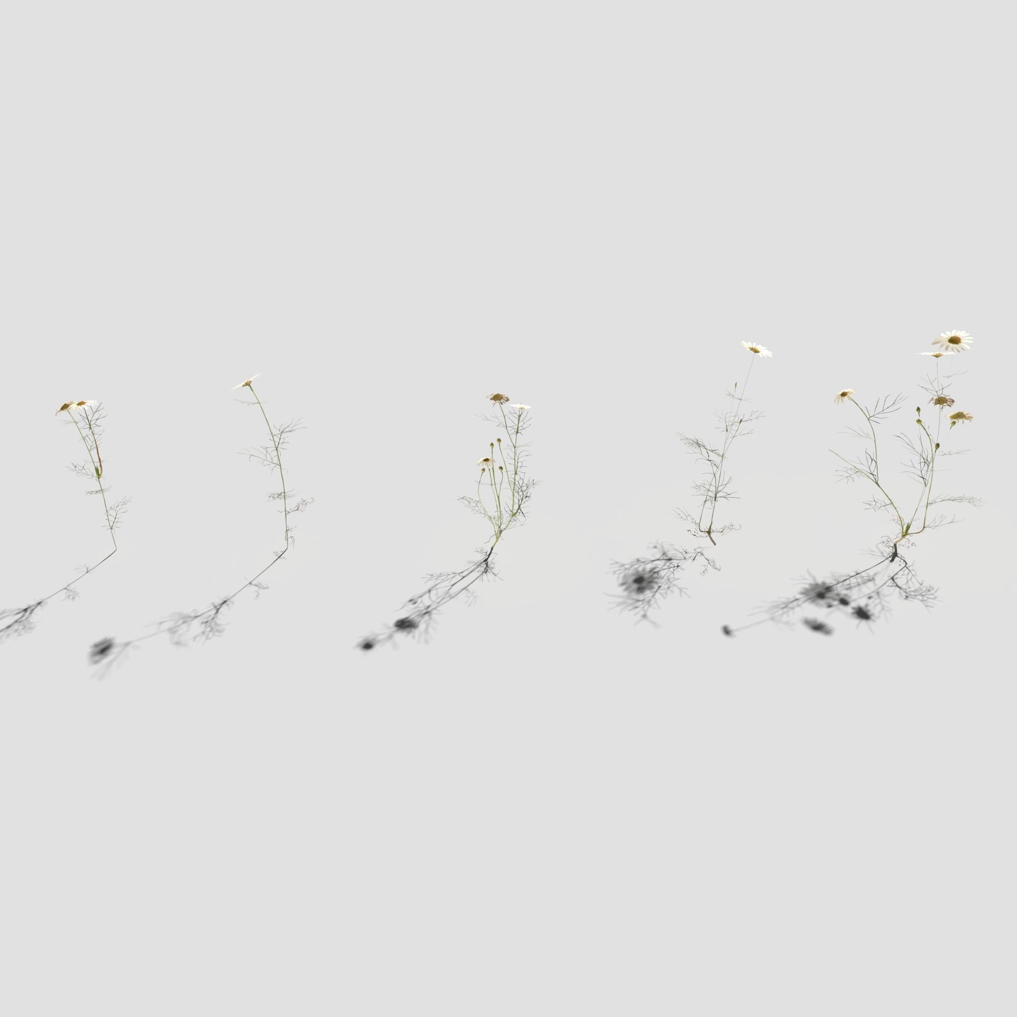 Field Chamomile 3D model_8