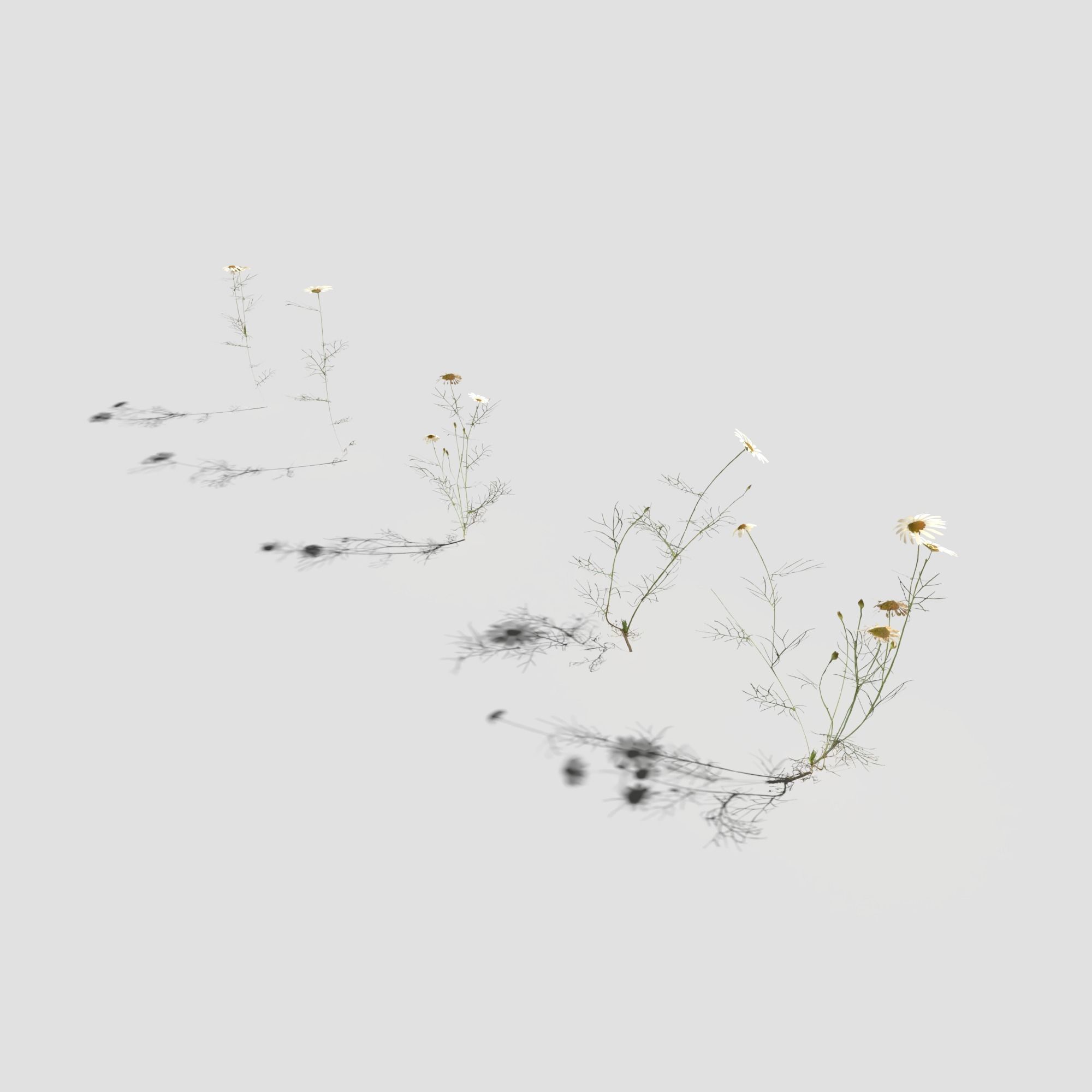 Field Chamomile 3D model_9
