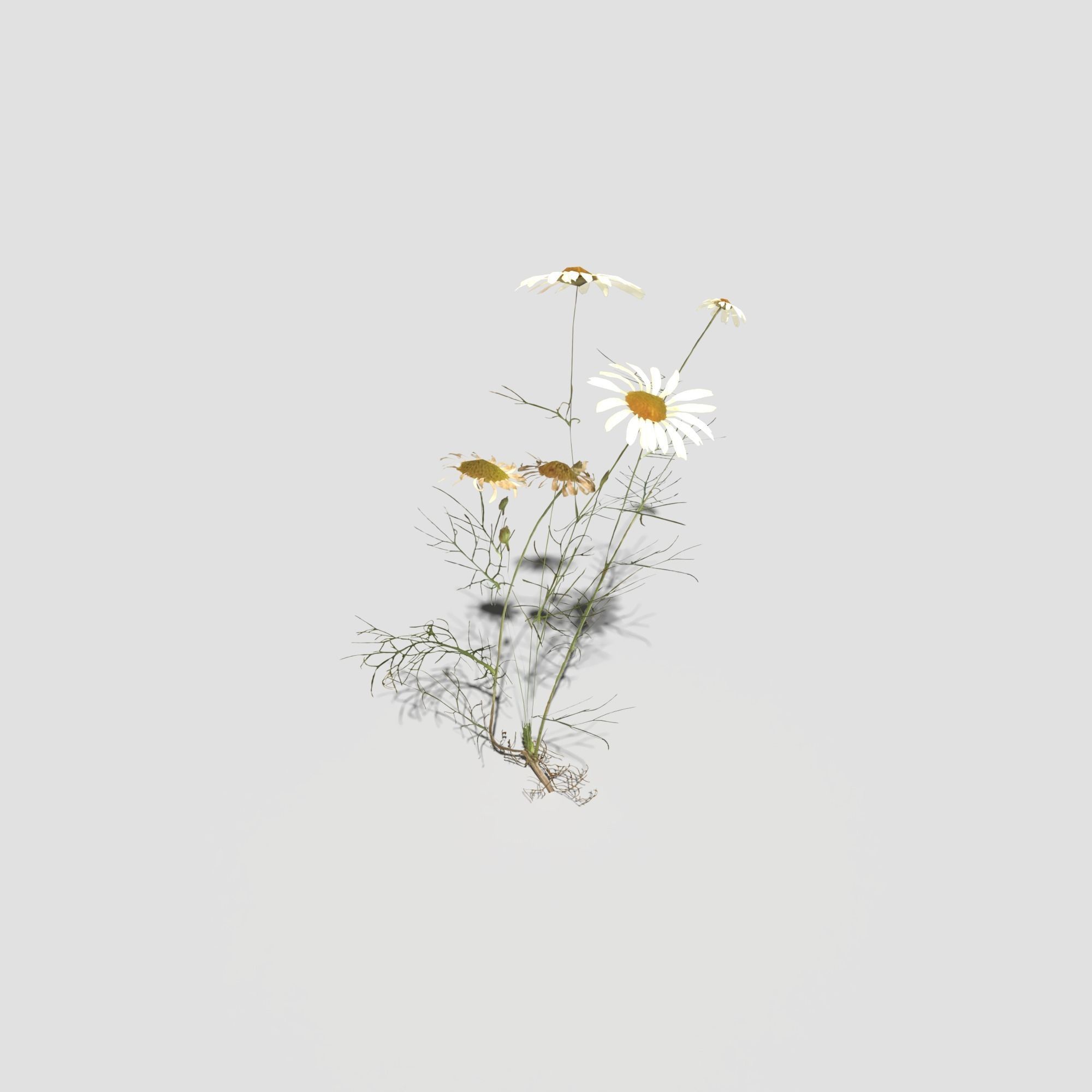 Field Chamomile 3D model_11