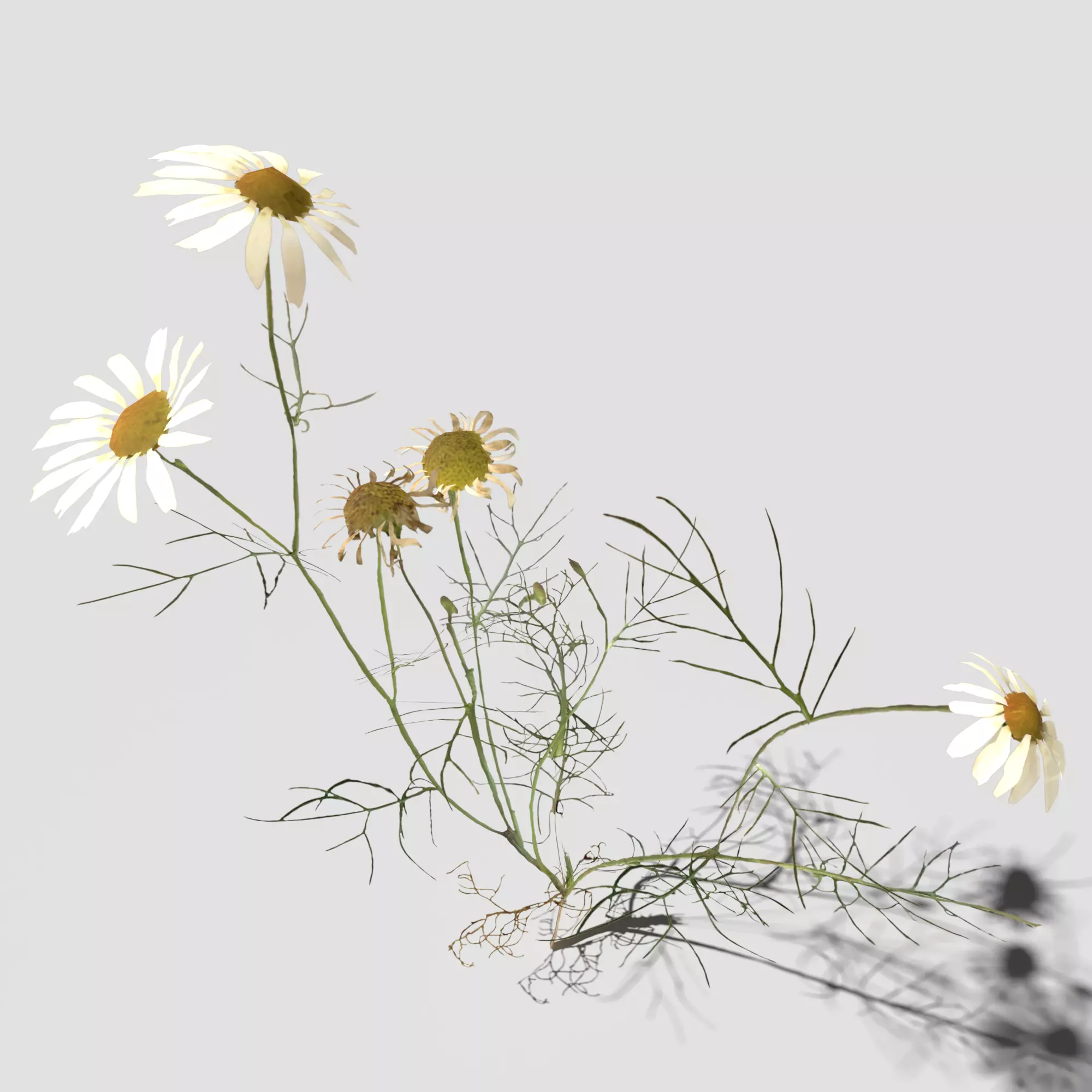 Field Chamomile 3D model_0