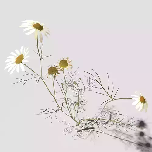 Field Chamomile