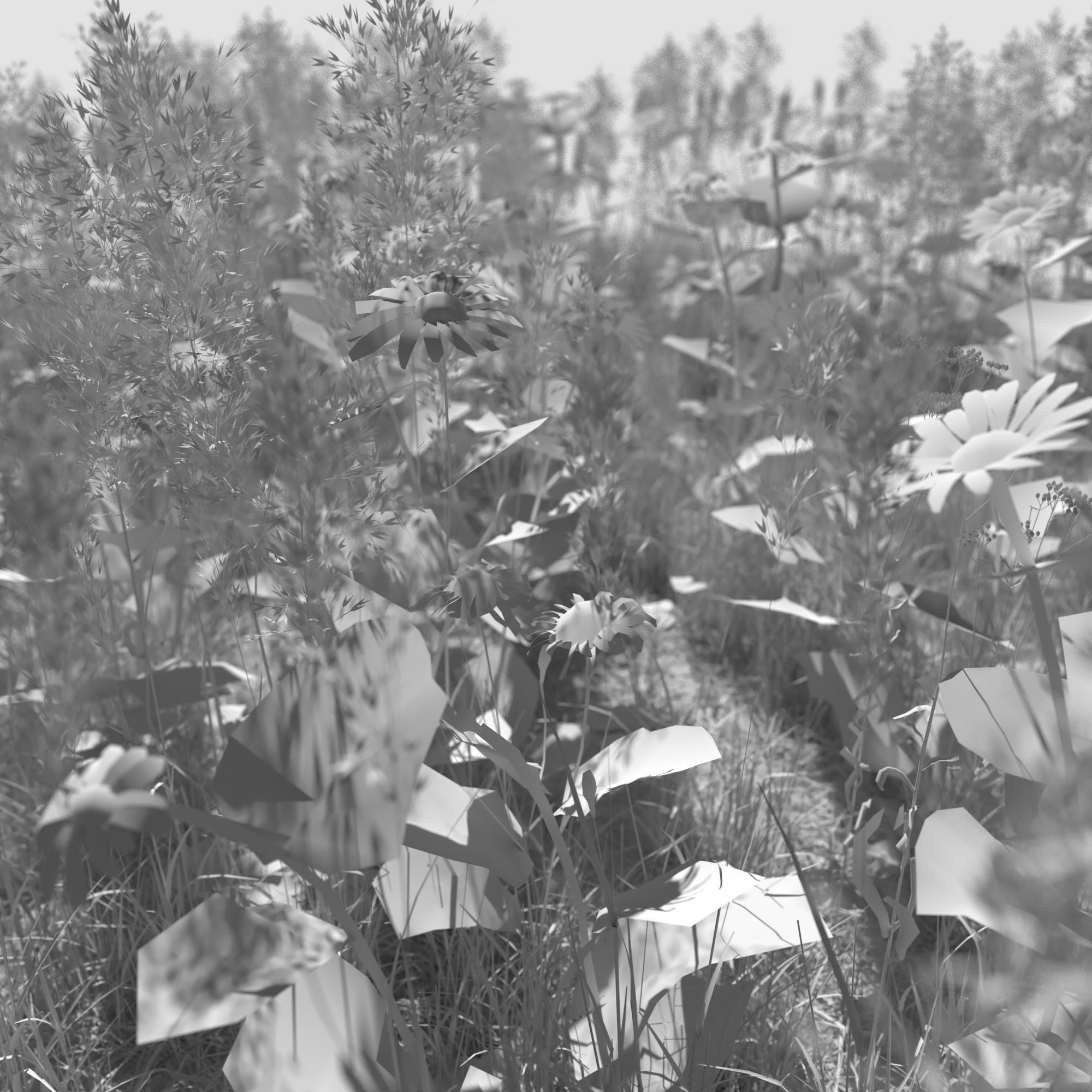 Field Chamomile 3D model_2