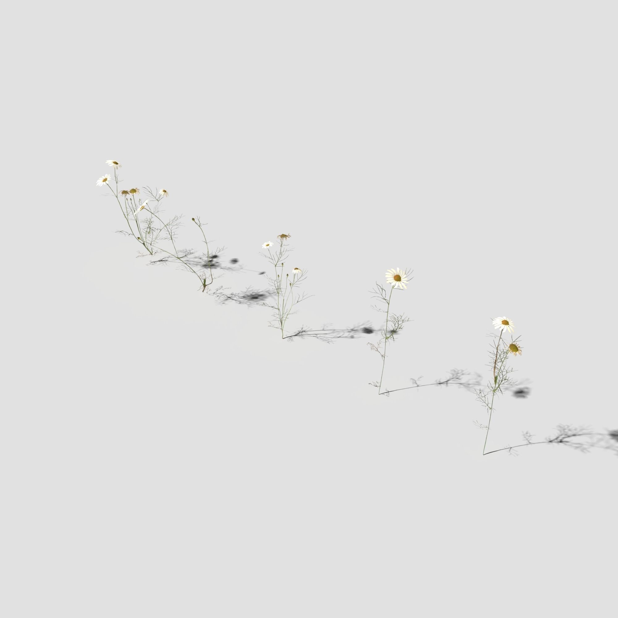 Field Chamomile 3D model_5