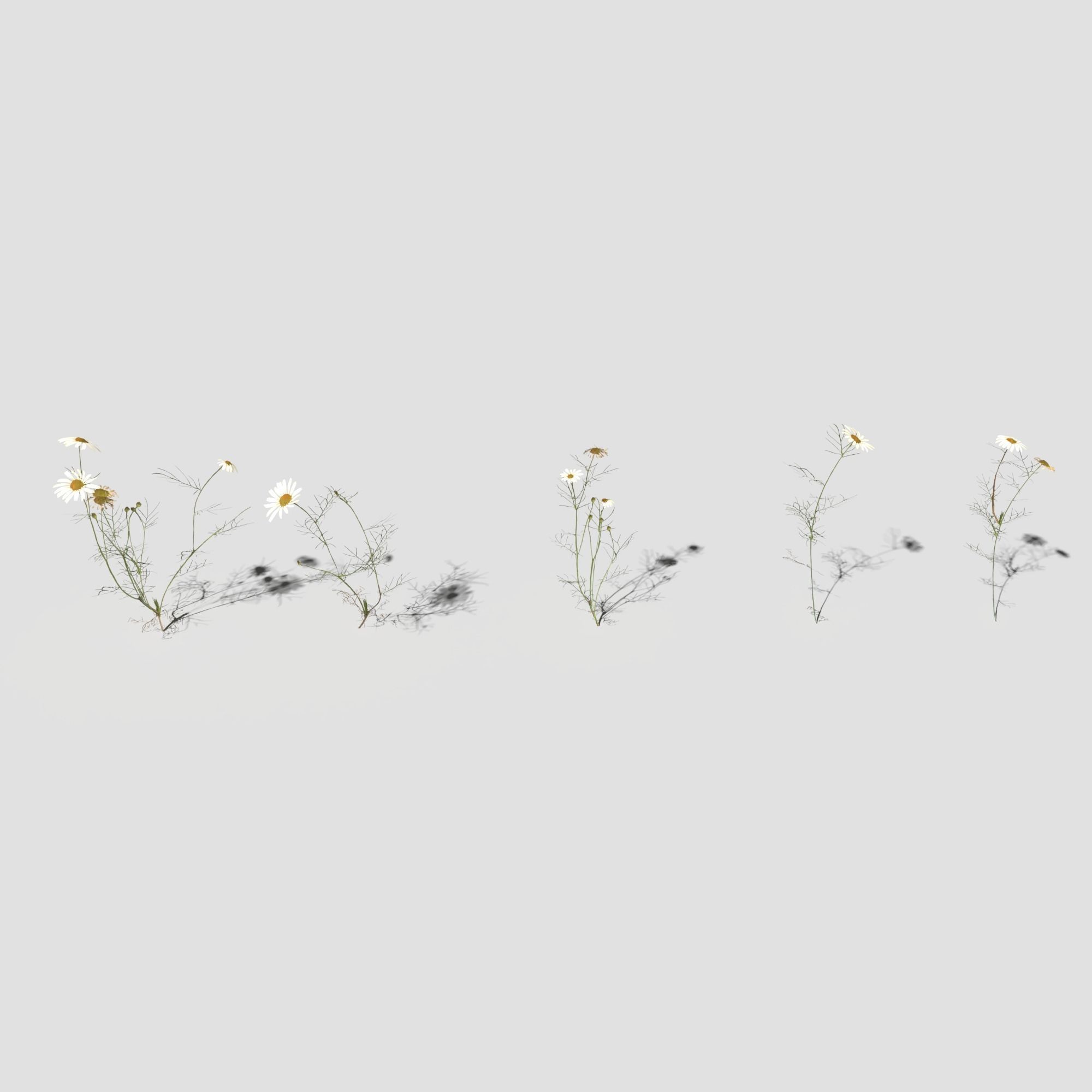 Field Chamomile 3D model_4