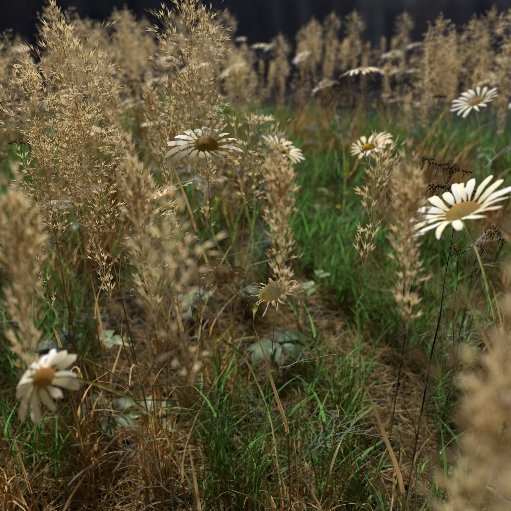 Field Chamomile 3D model_1
