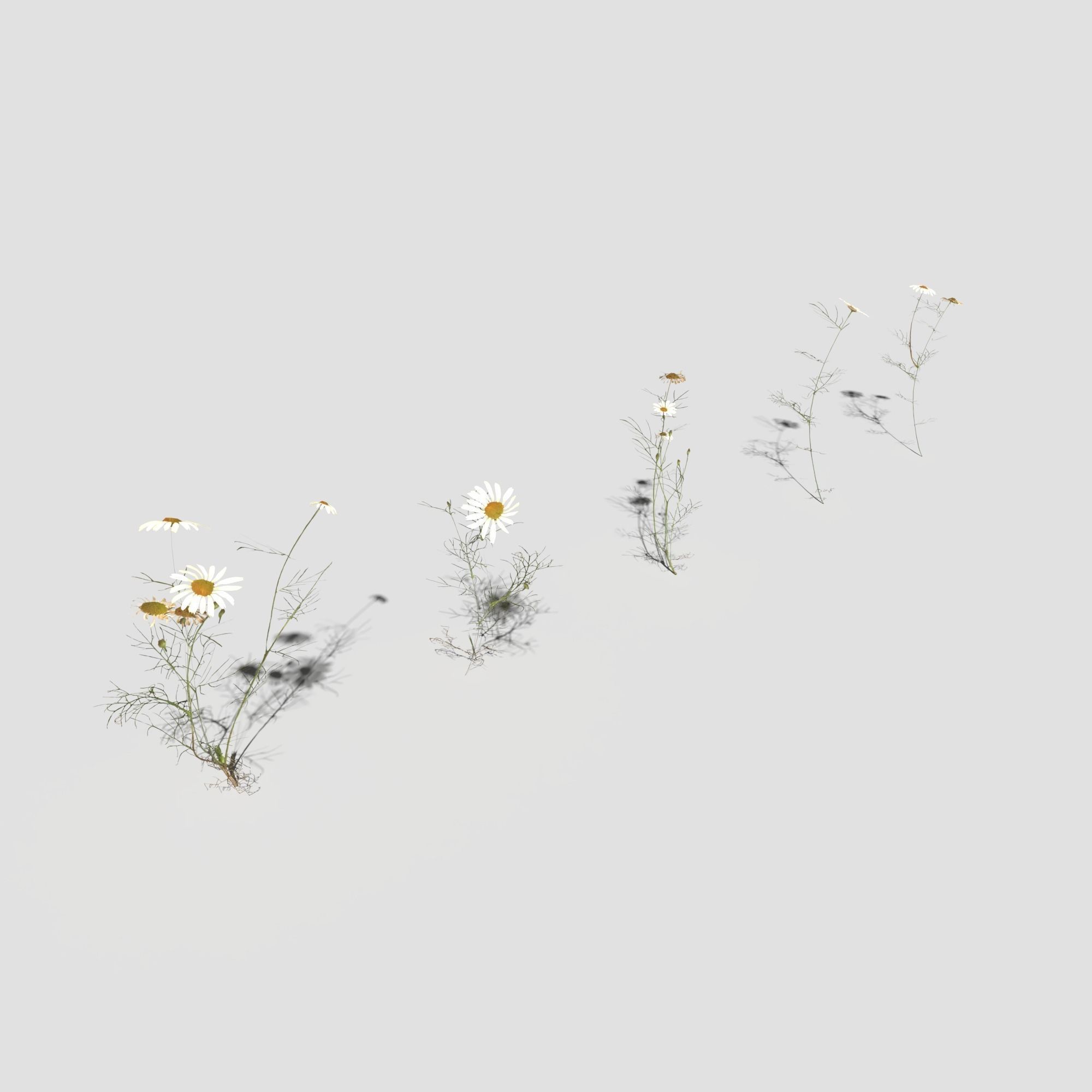 Field Chamomile 3D model_3