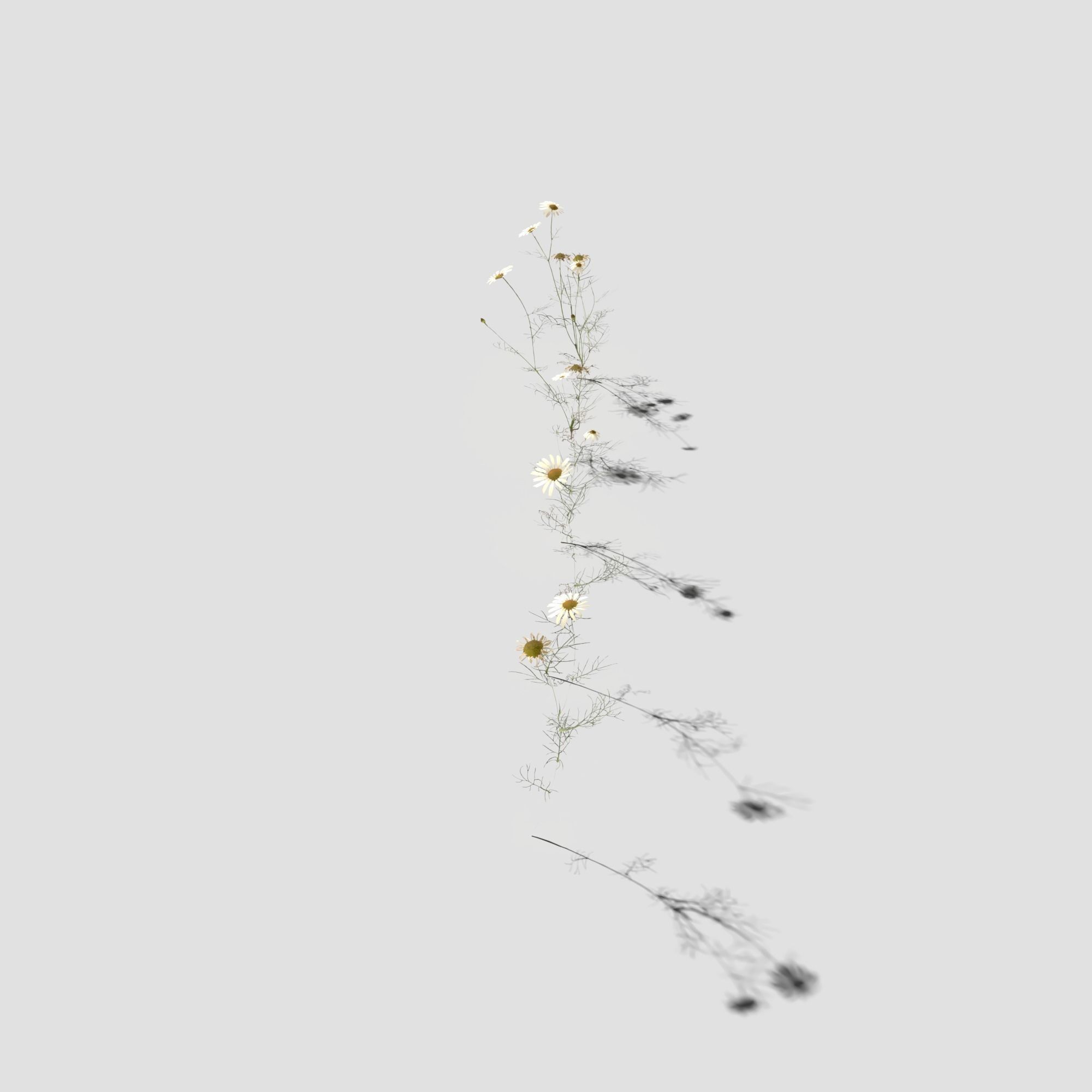 Field Chamomile 3D model_6