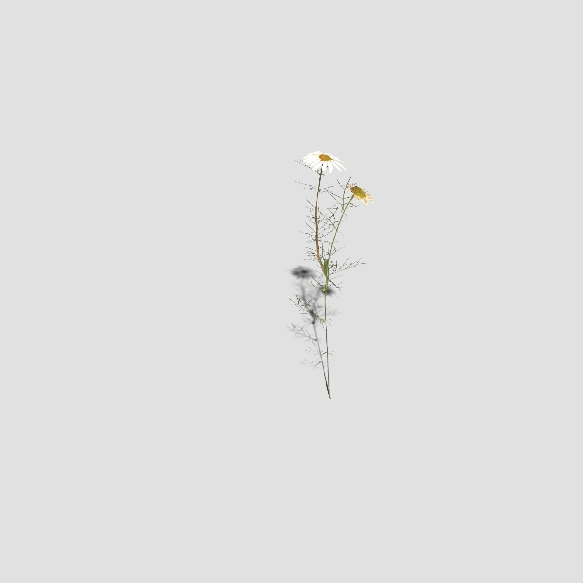 Field Chamomile 3D model_19