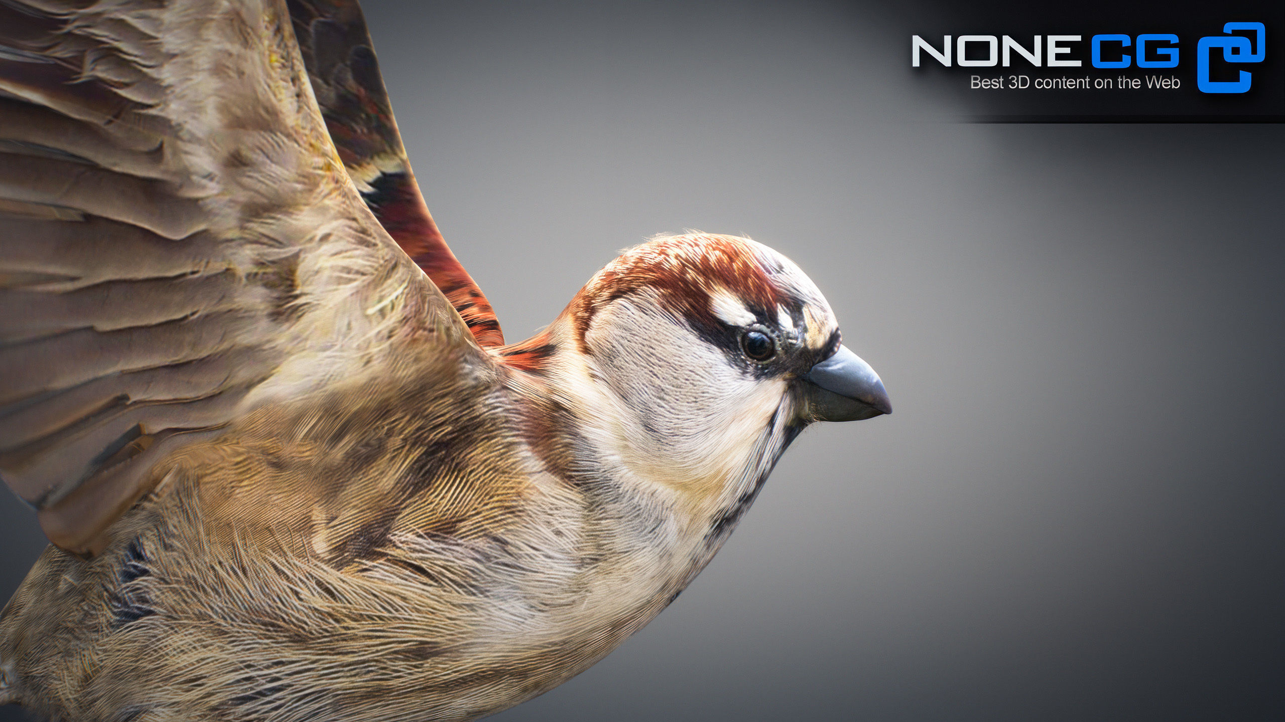 Animated Sparrow 3D model_3