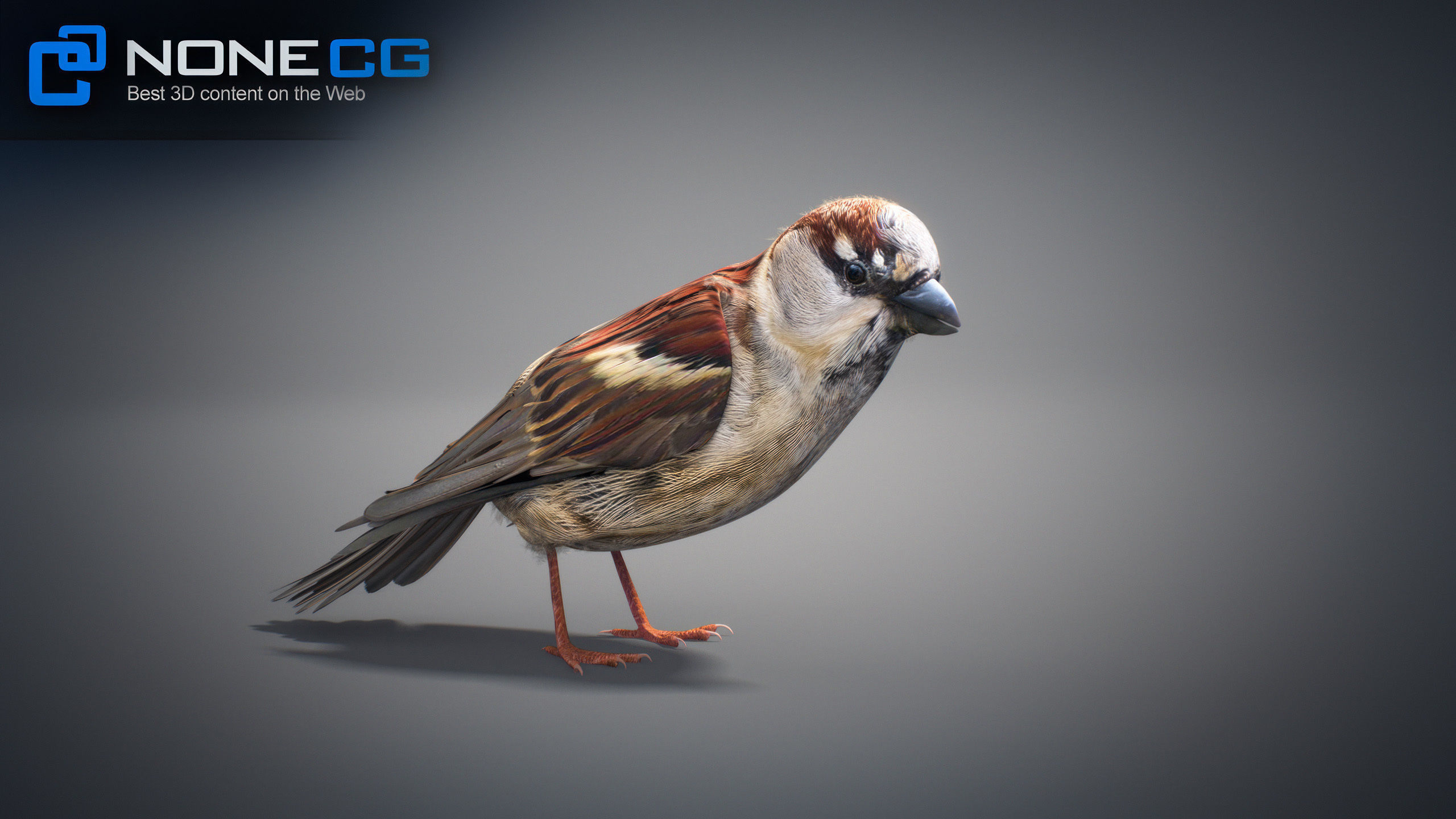 Animated Sparrow 3D model_12