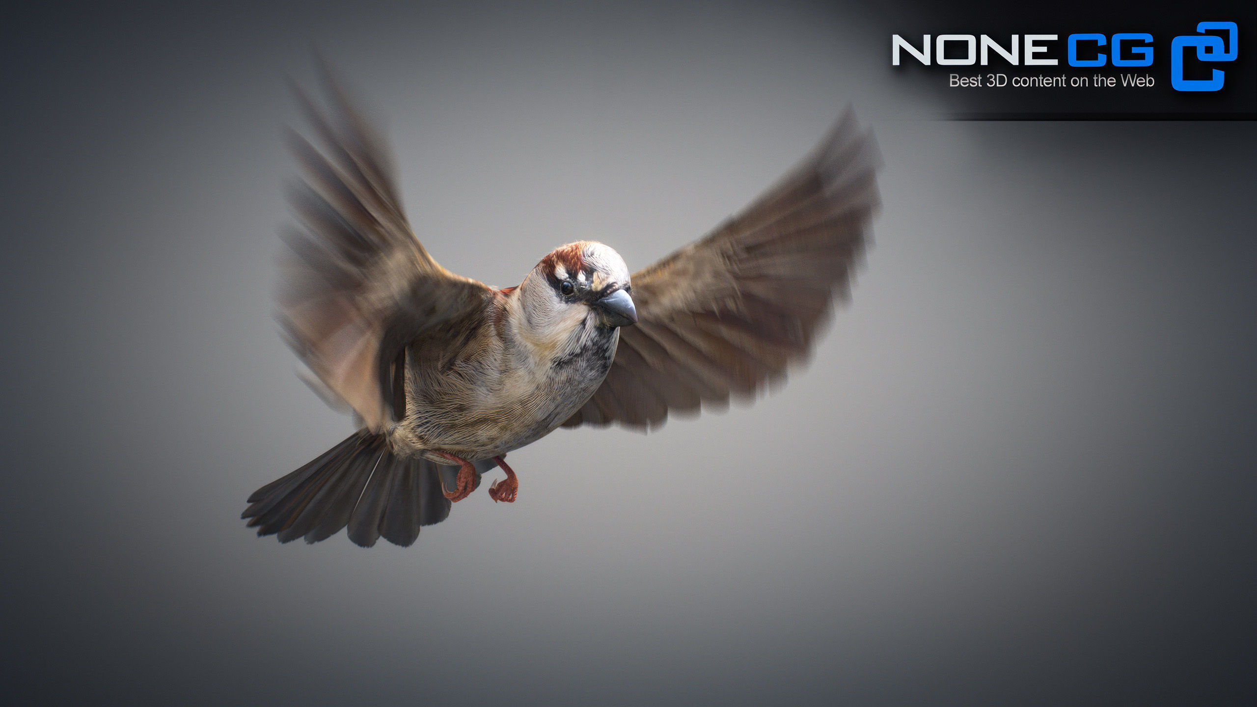Animated Sparrow 3D model_14
