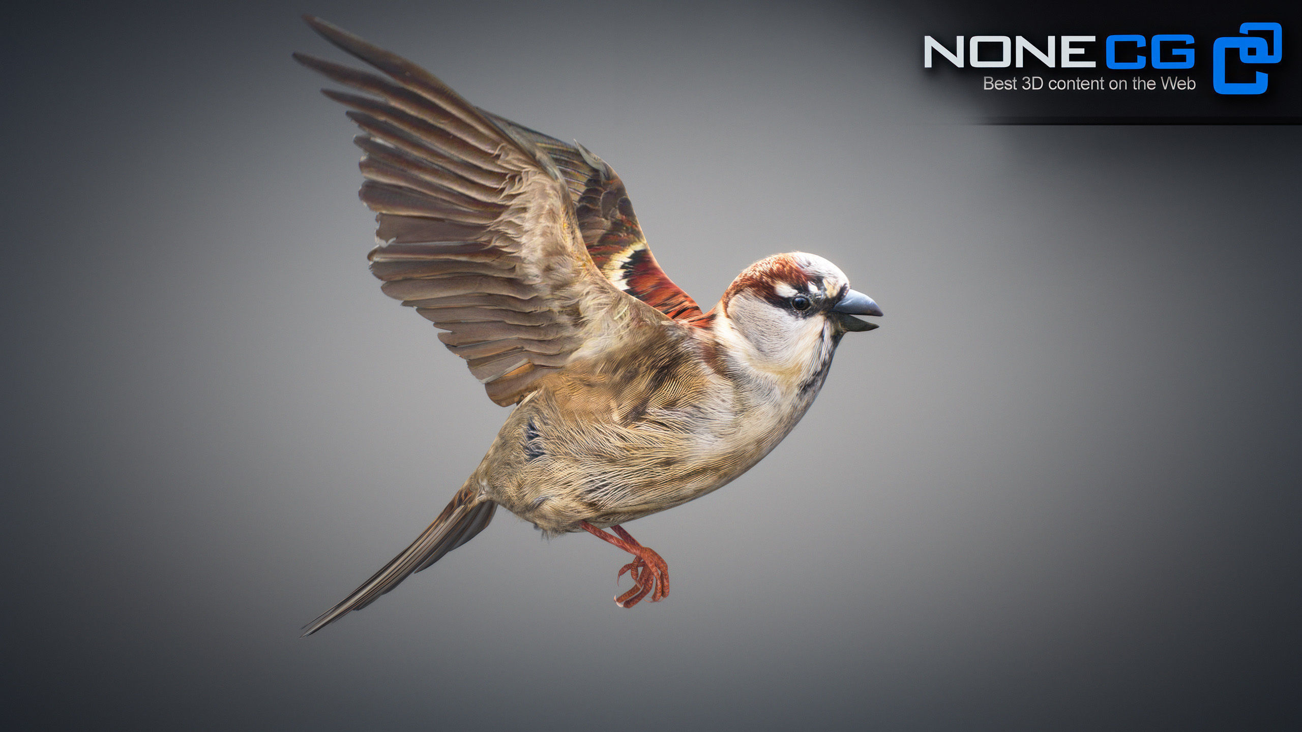 Animated Sparrow 3D model_4