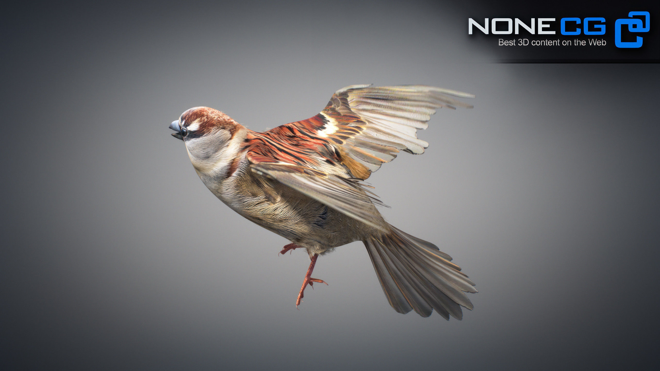 Animated Sparrow 3D model_18
