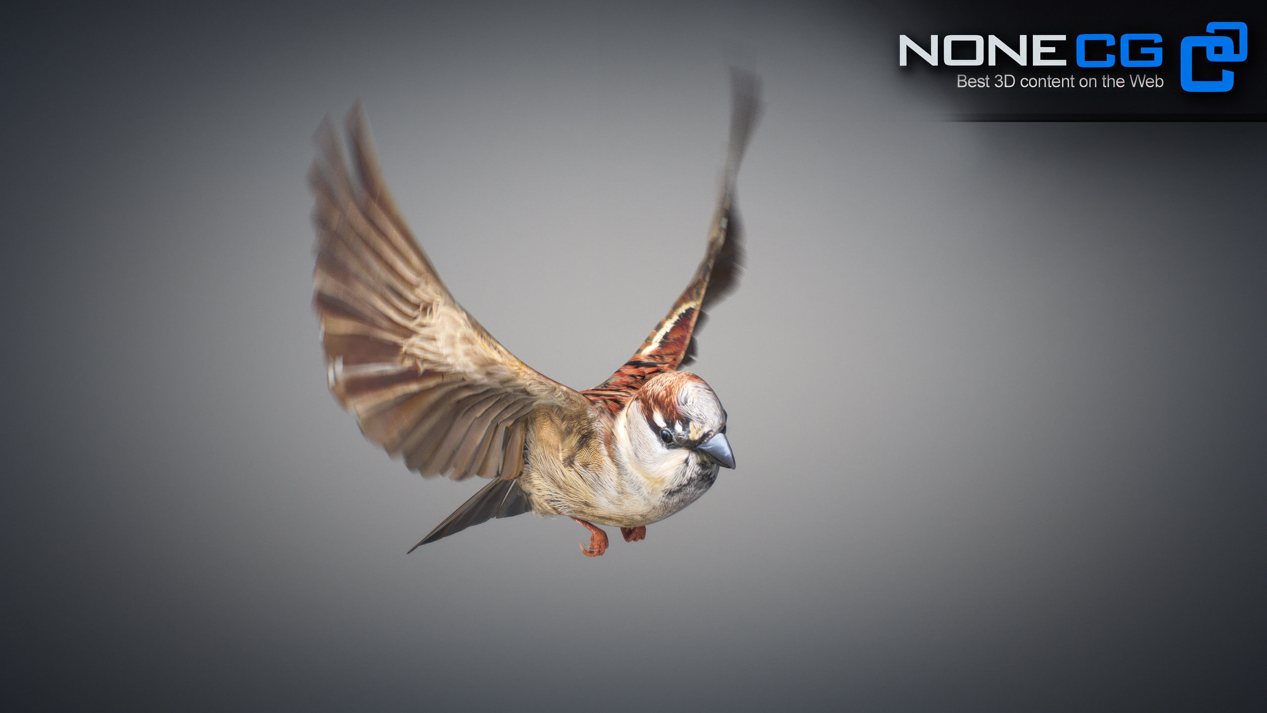 Animated Sparrow 3D model_20