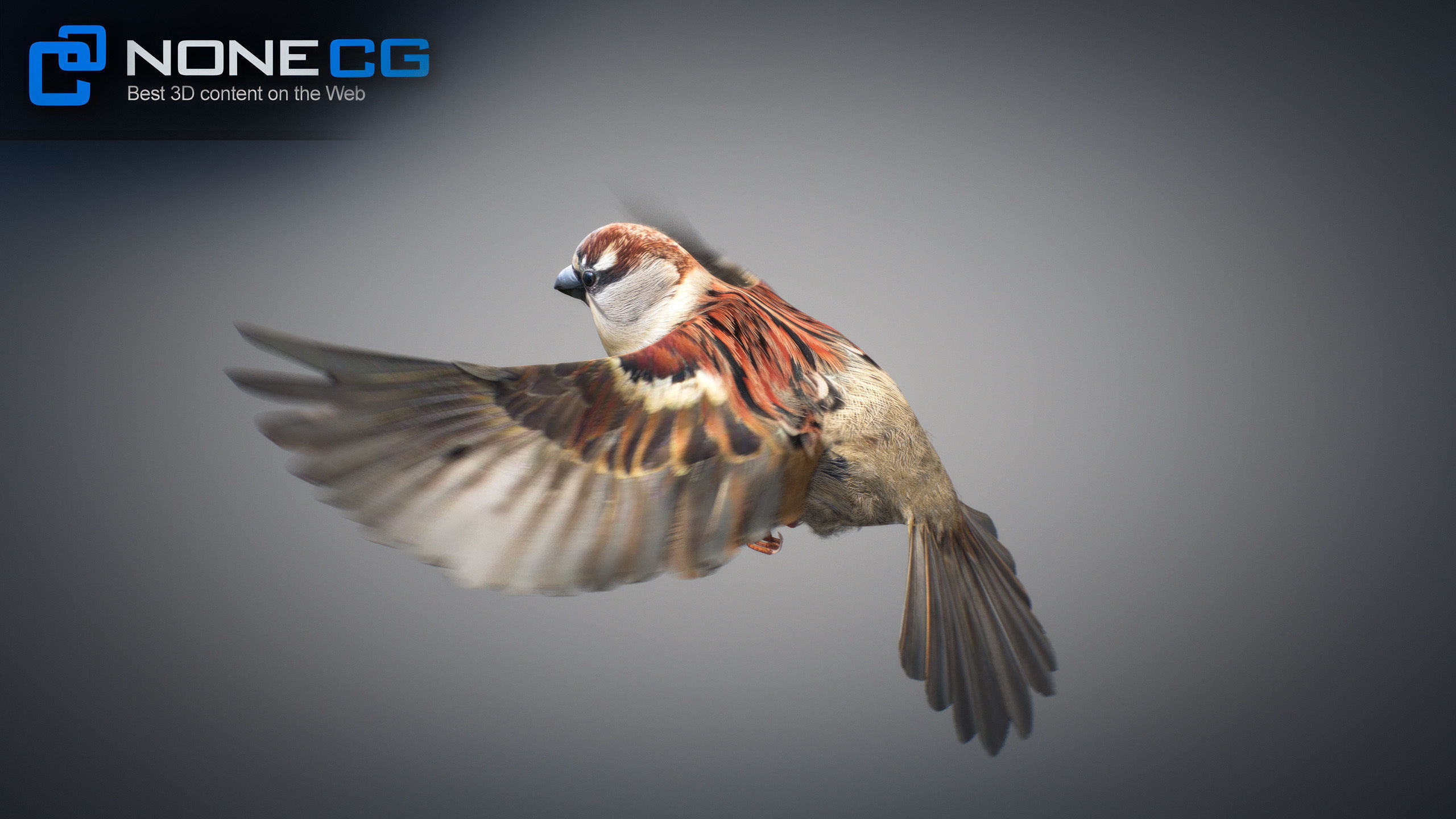 Animated Sparrow 3D model_19