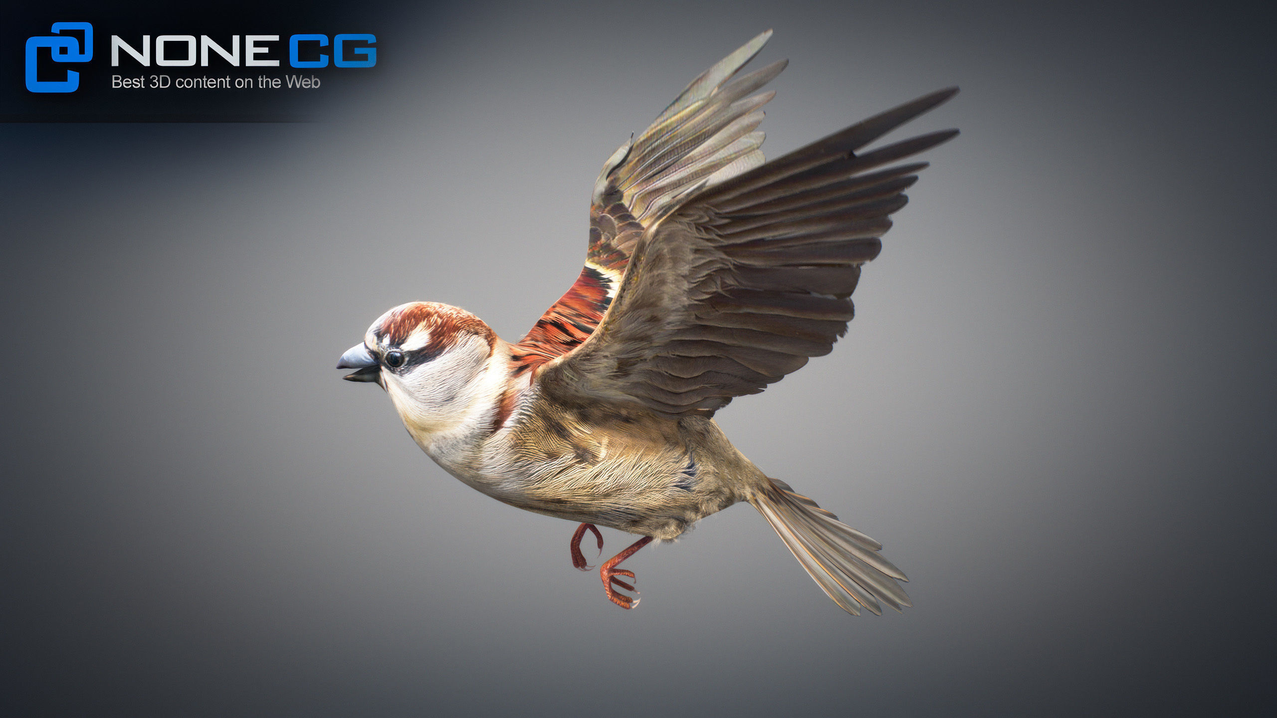 Animated Sparrow 3D model_5