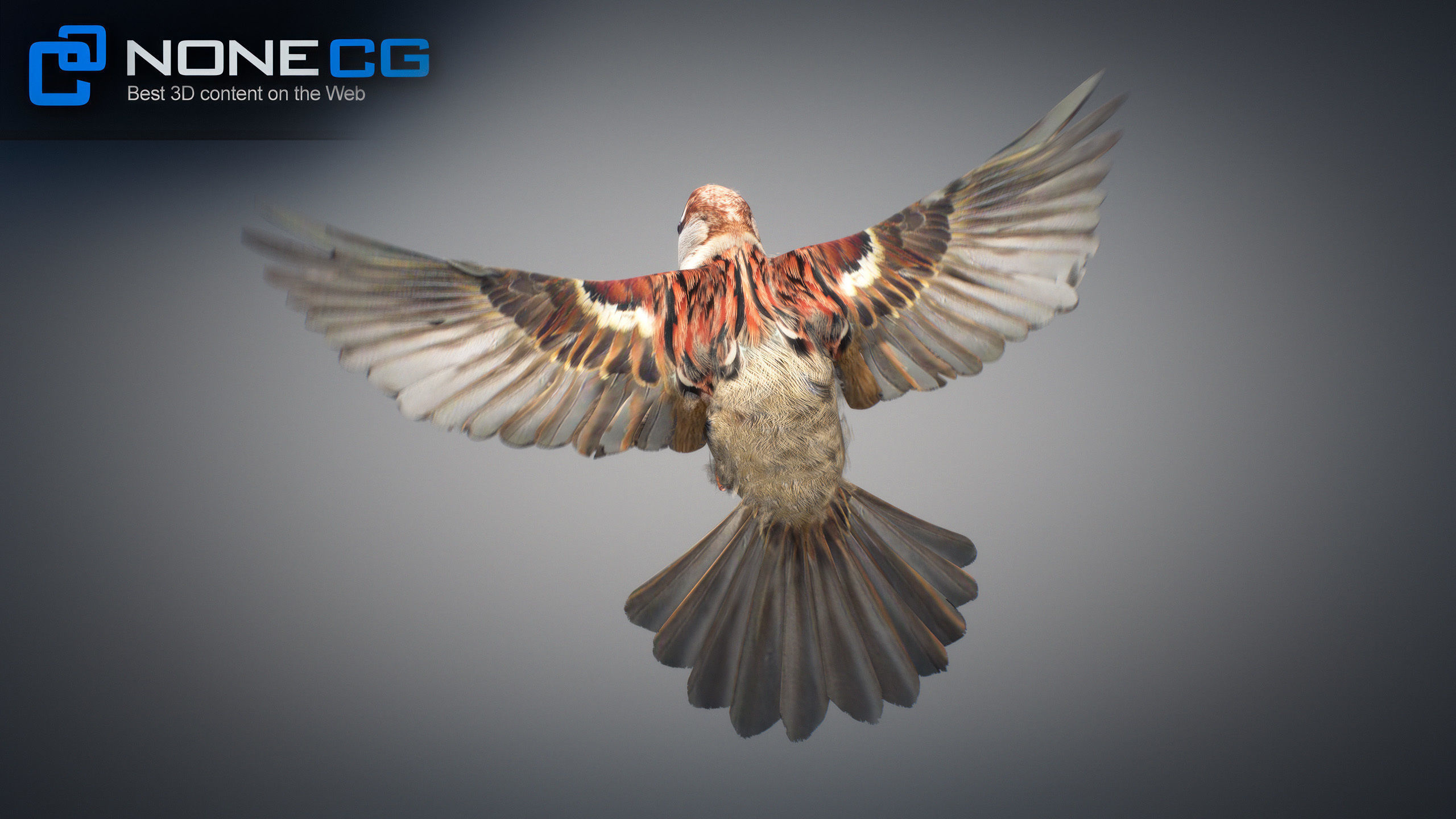Animated Sparrow 3D model_15