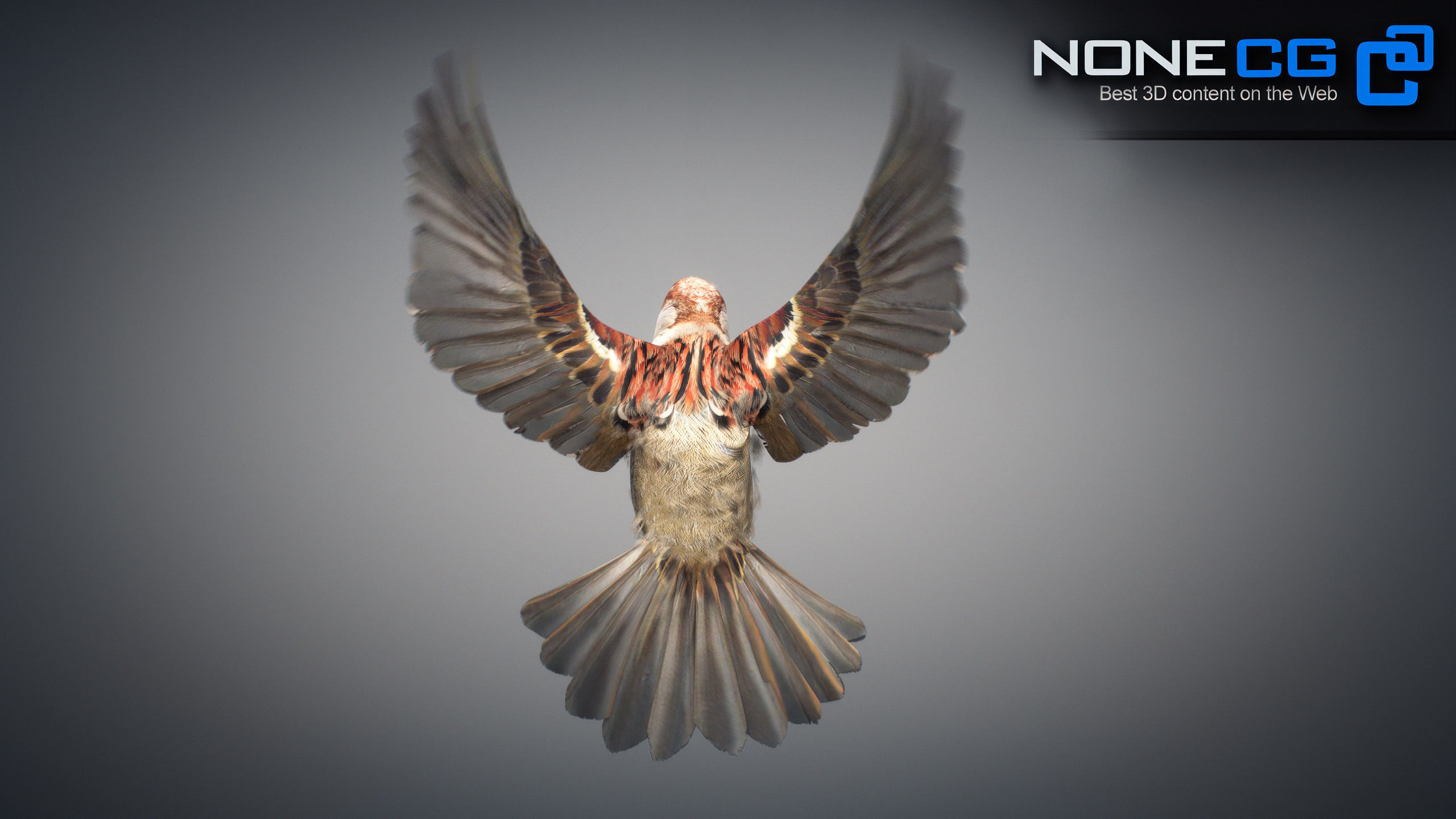 Animated Sparrow 3D model_11