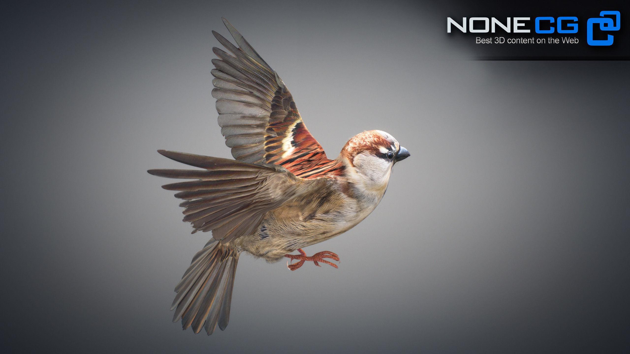 Animated Sparrow 3D model_22