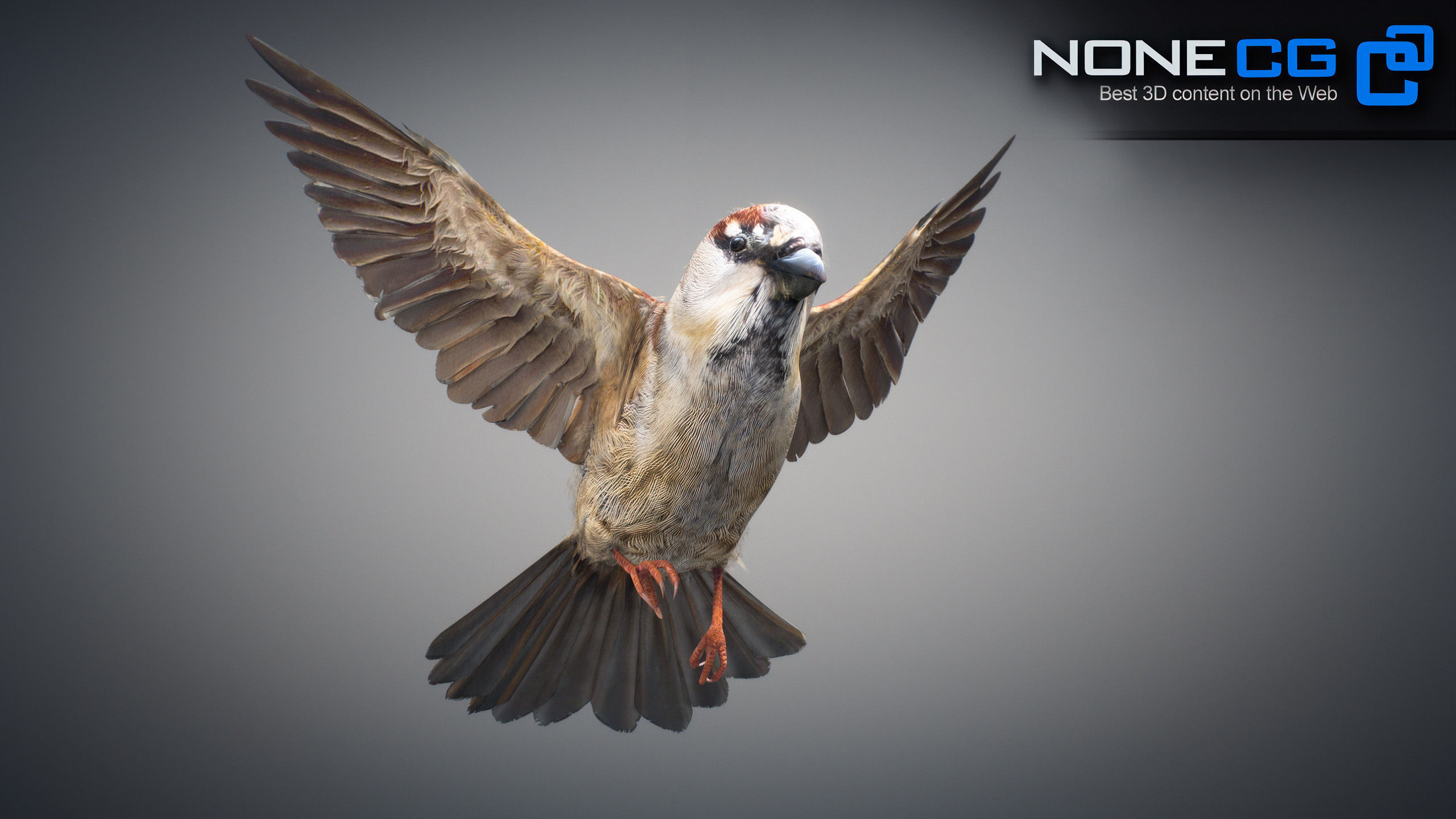 Animated Sparrow 3D model_2