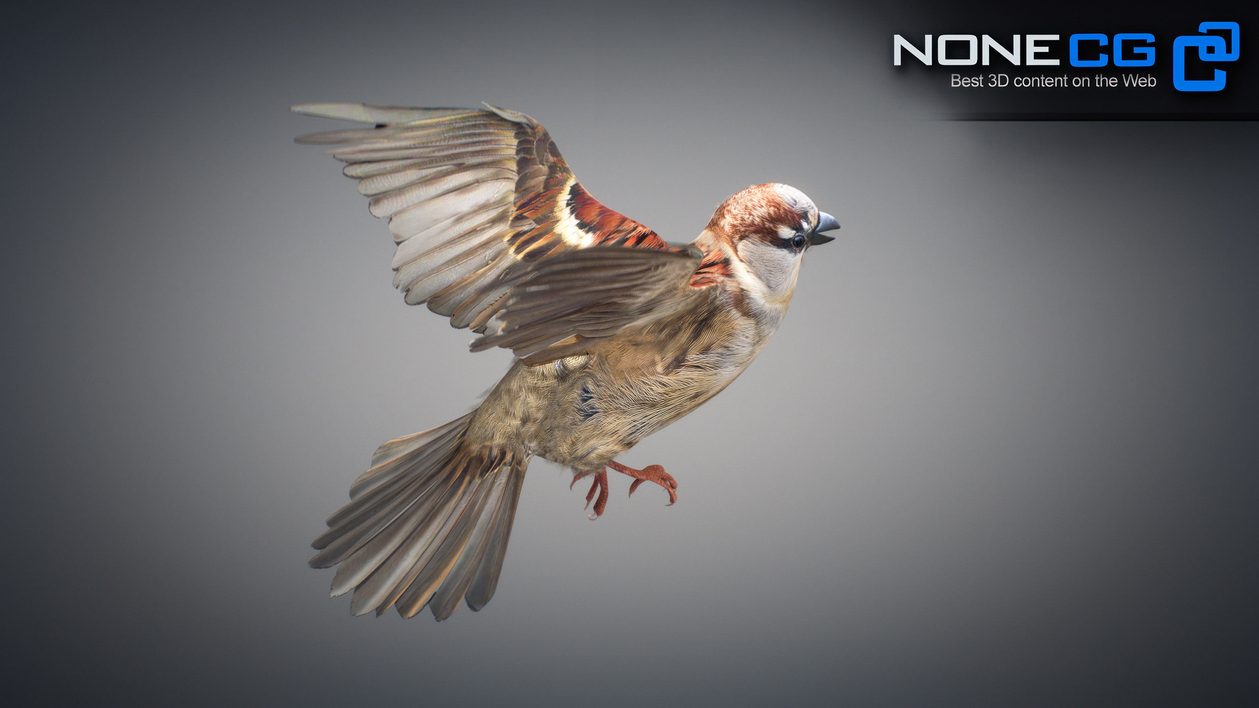 Animated Sparrow 3D model_17