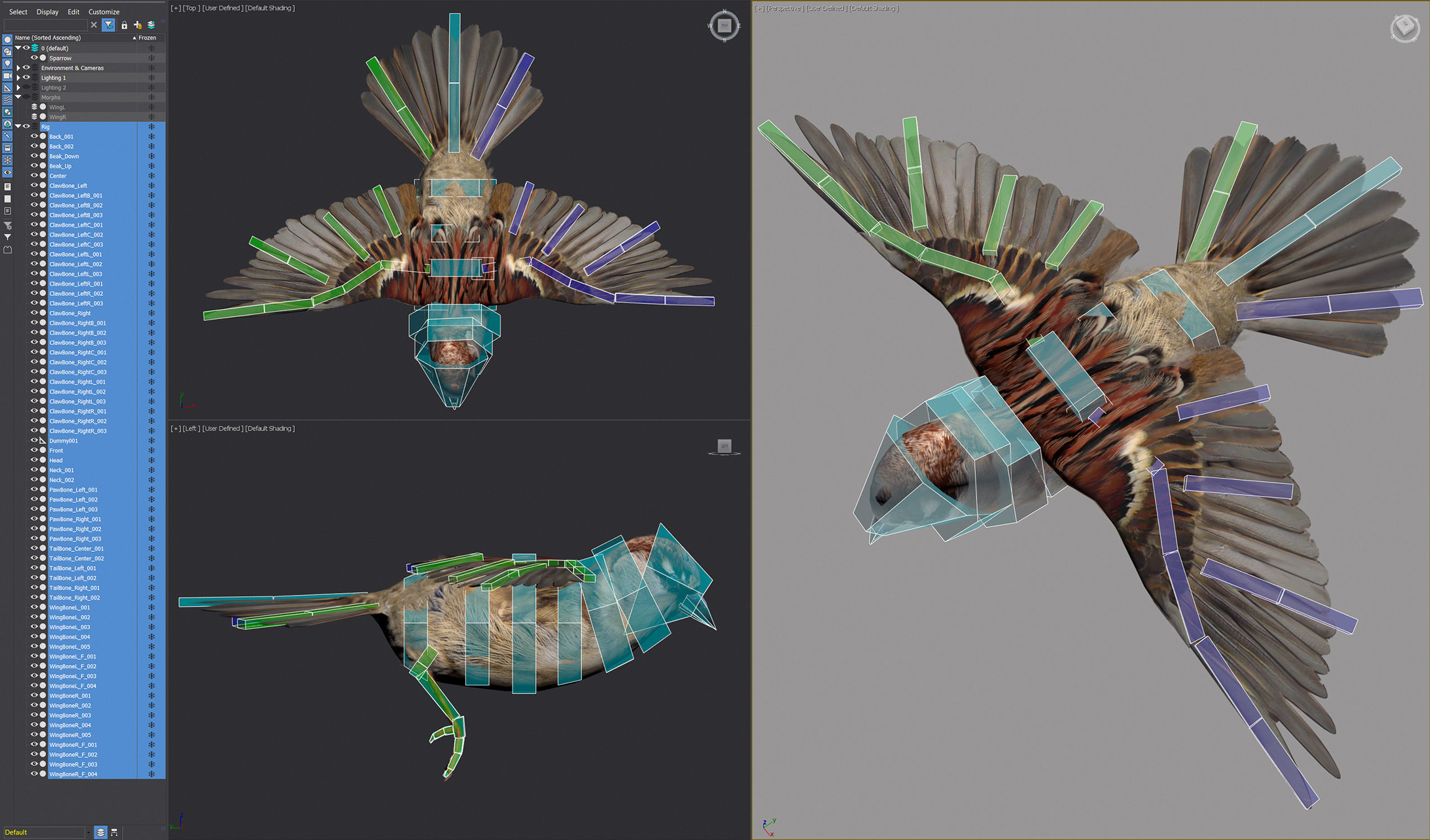 Animated Sparrow 3D model_7