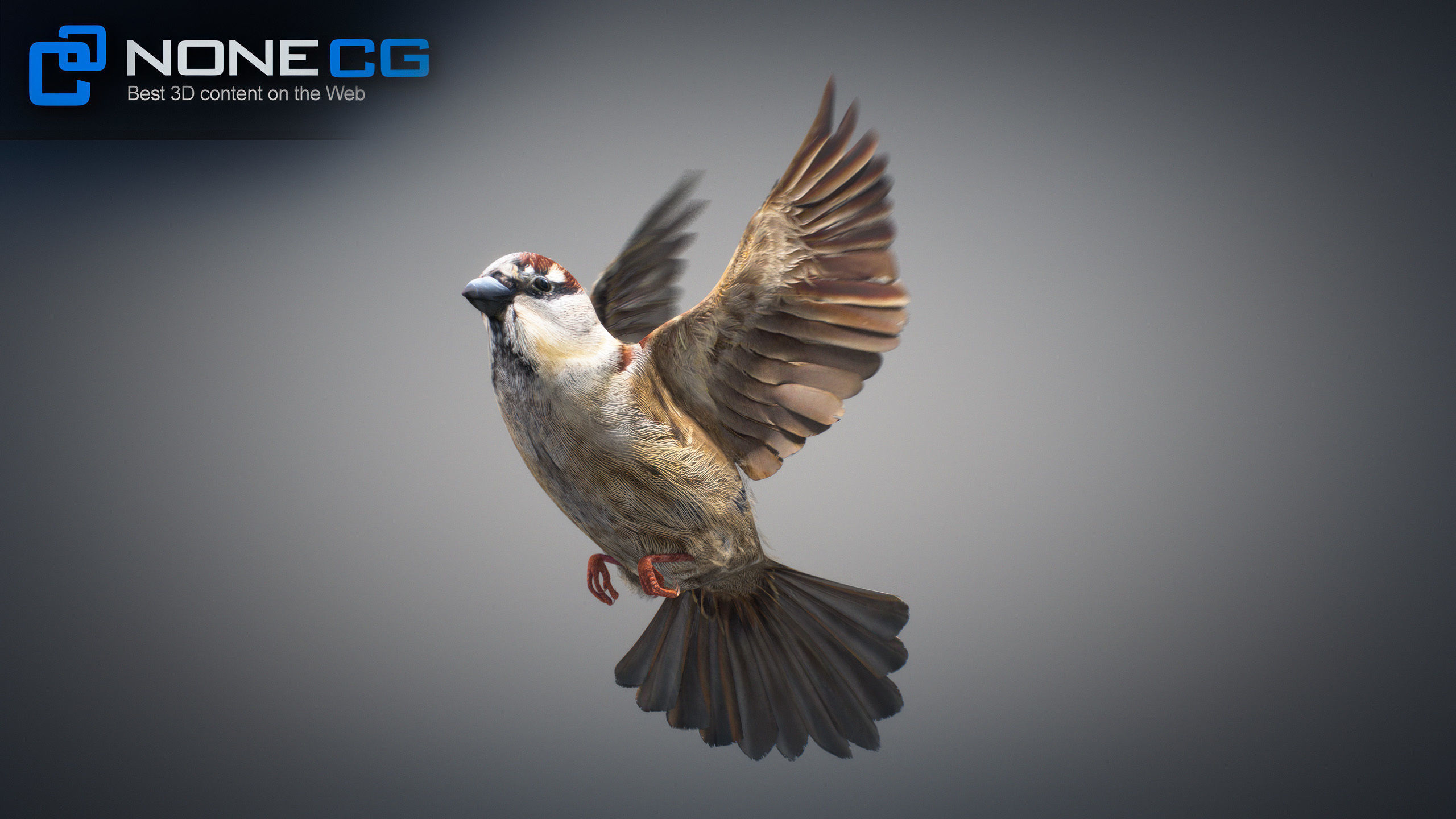 Animated Sparrow 3D model_16