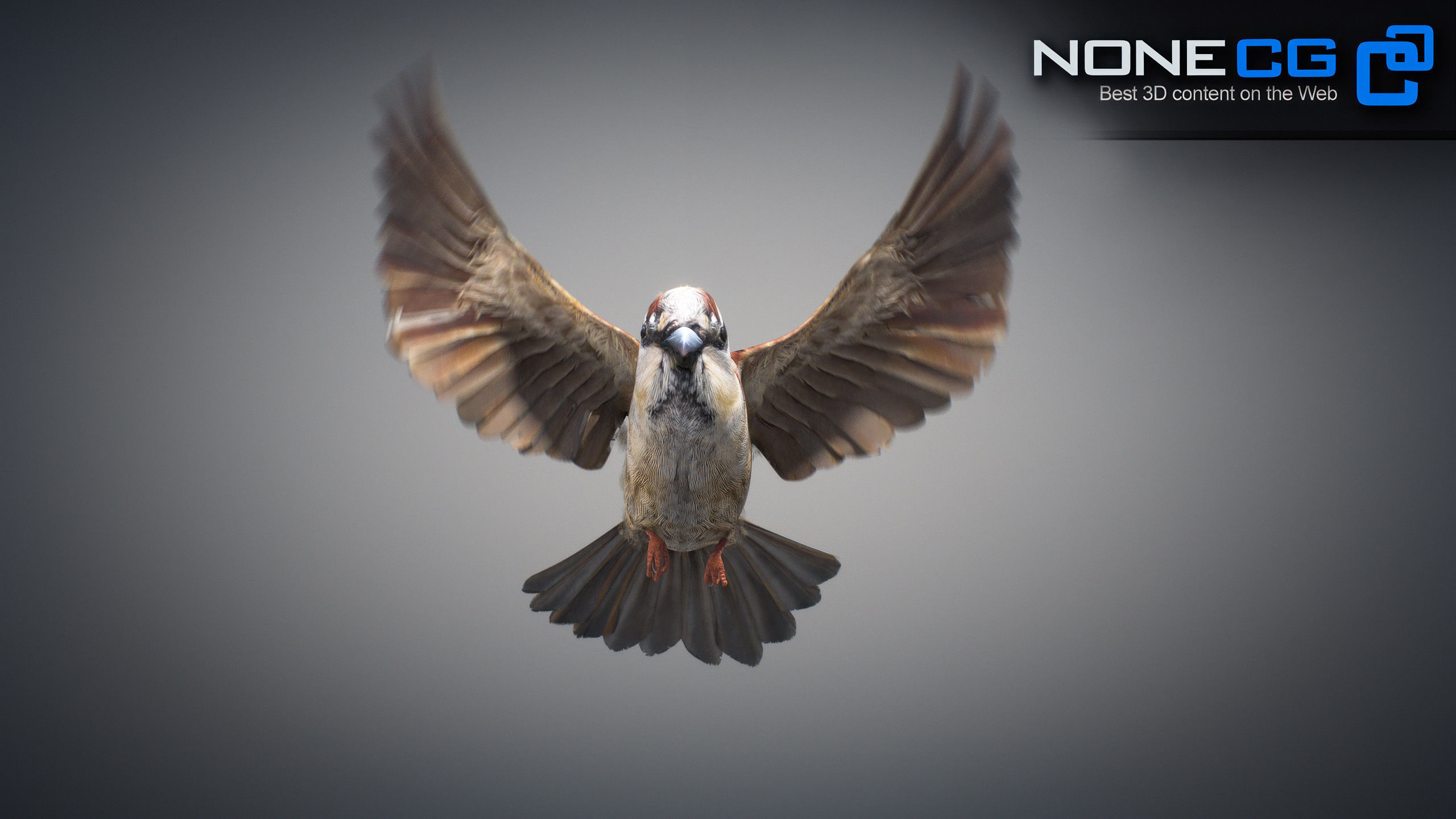 Animated Sparrow 3D model_10