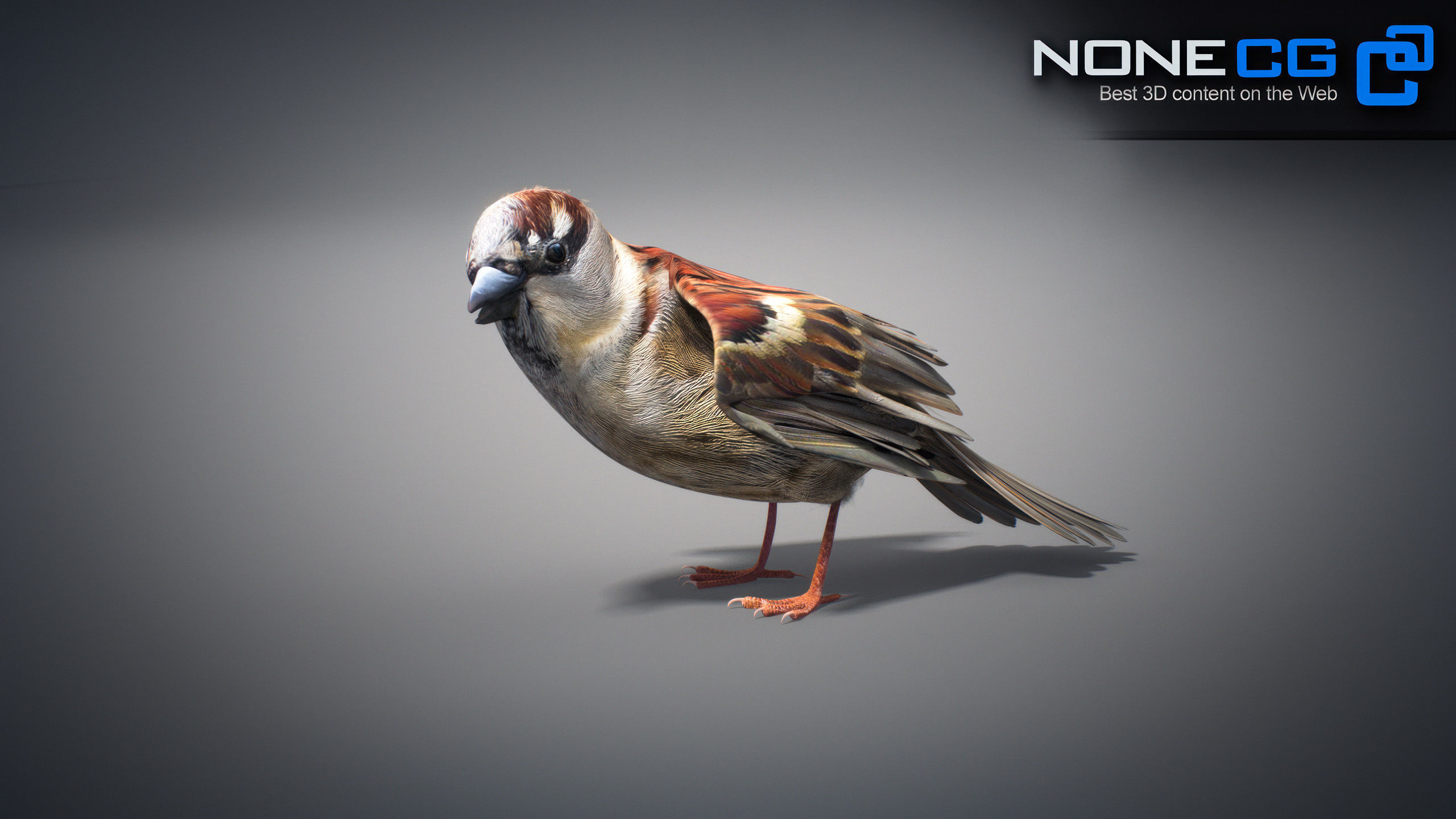 Animated Sparrow 3D model_13