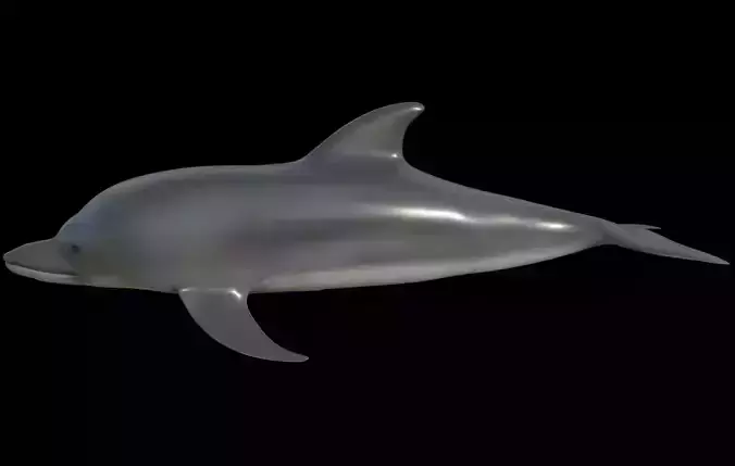 Dolphin fully rigged and low poly Low-poly 3D model