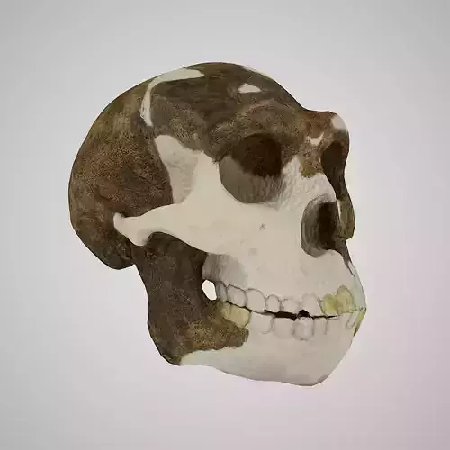  3D Skull Realistic Homo Erectus Peking Man Low-poly 3D model