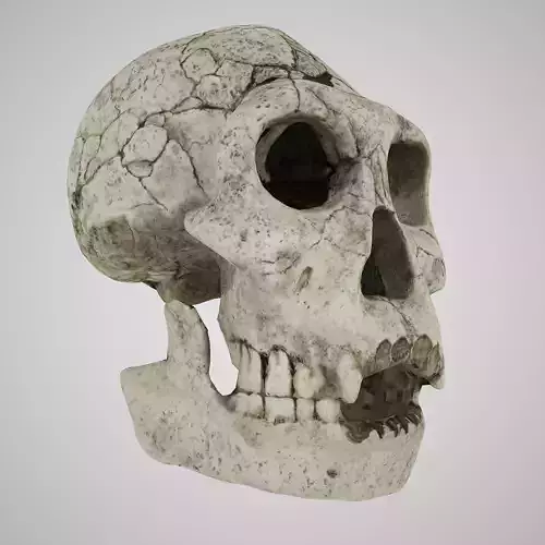  Skull Realistic Homo Erectus Ergaster 3D model Low-poly 3D model