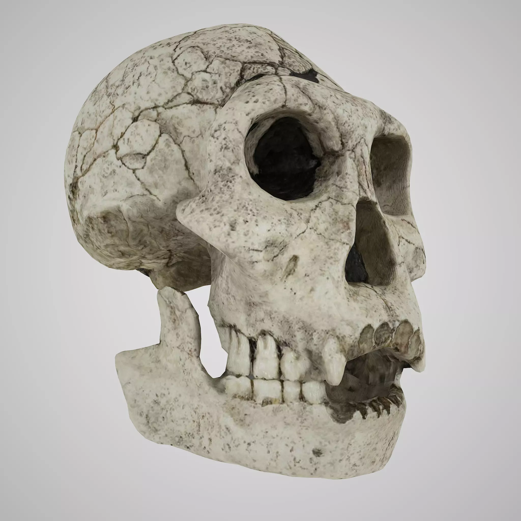  Skull Realistic Homo Erectus Ergaster 3D model Low-poly 3D model_0