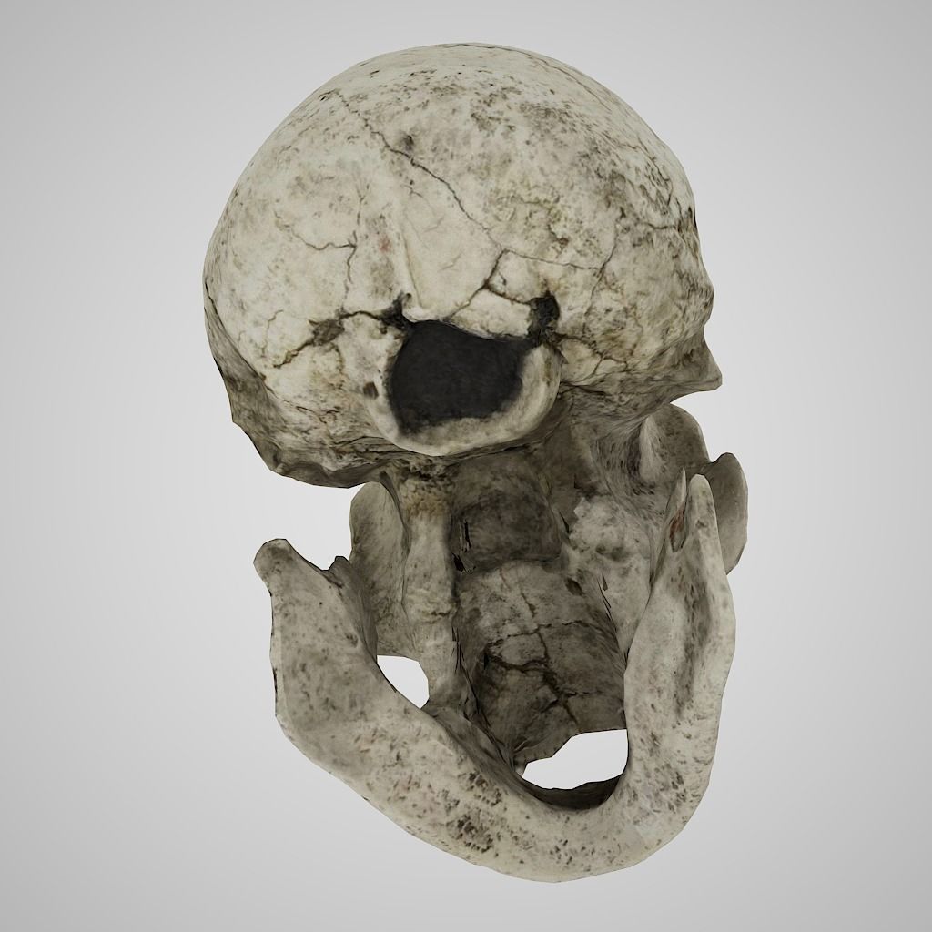  Skull Realistic Homo Erectus Ergaster 3D model Low-poly 3D model_5