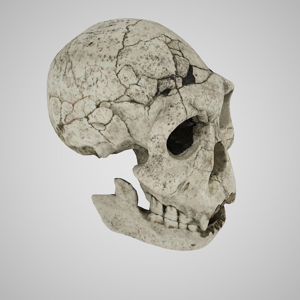  Skull Realistic Homo Erectus Ergaster 3D model Low-poly 3D model_3