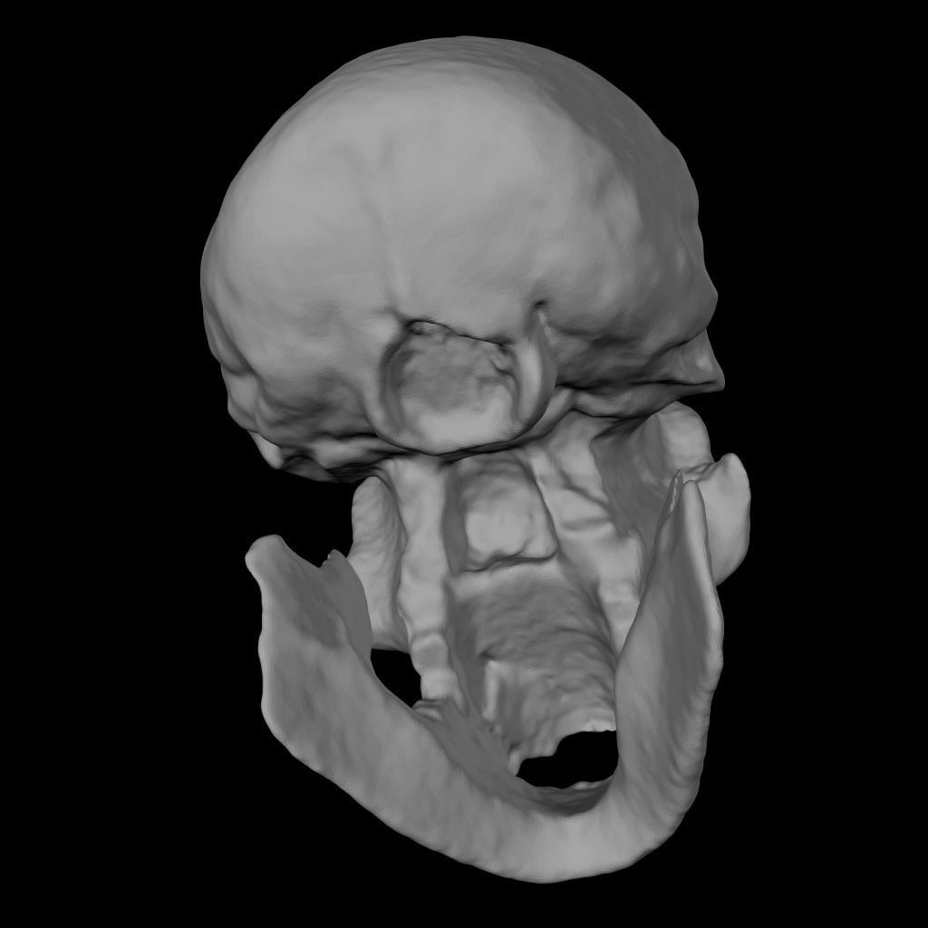  Skull Realistic Homo Erectus Ergaster 3D model Low-poly 3D model_6