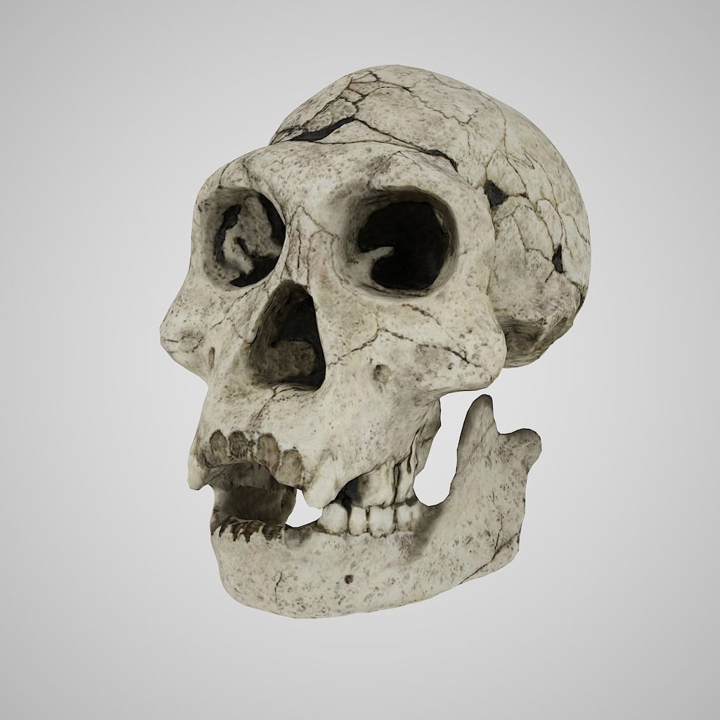  Skull Realistic Homo Erectus Ergaster 3D model Low-poly 3D model_2