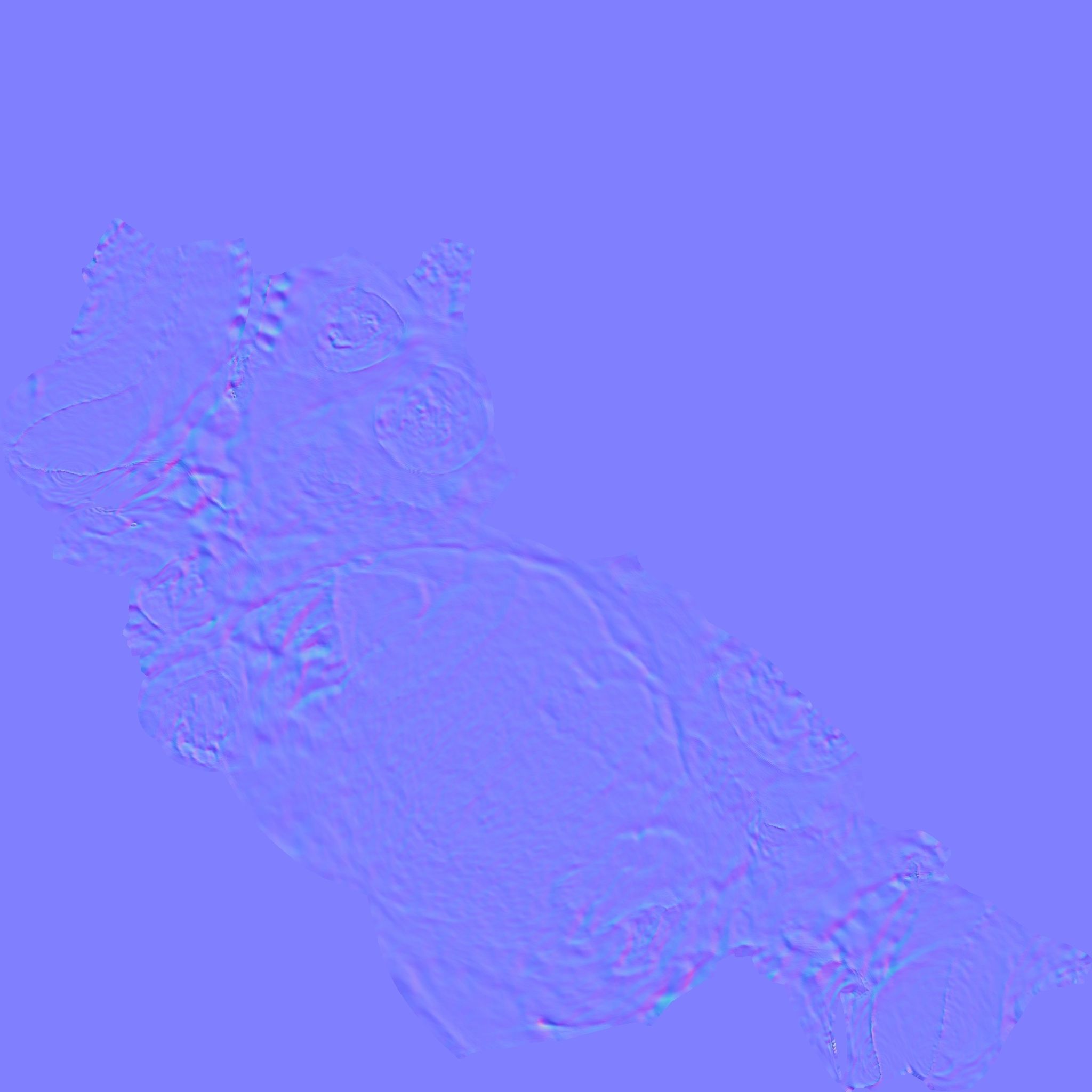  Skull Realistic Homo Erectus Ergaster 3D model Low-poly 3D model_10